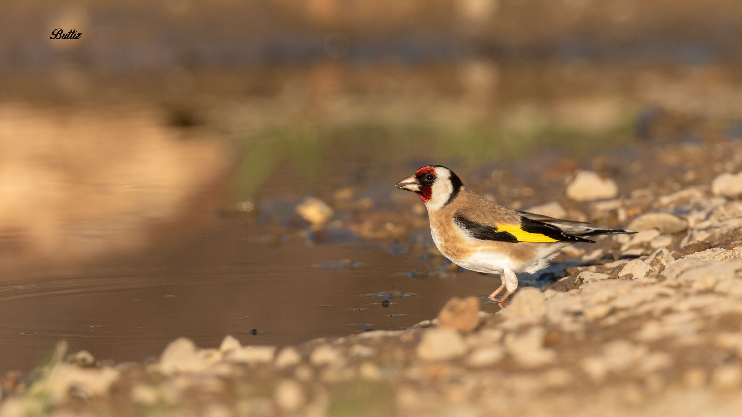 Goldfinch