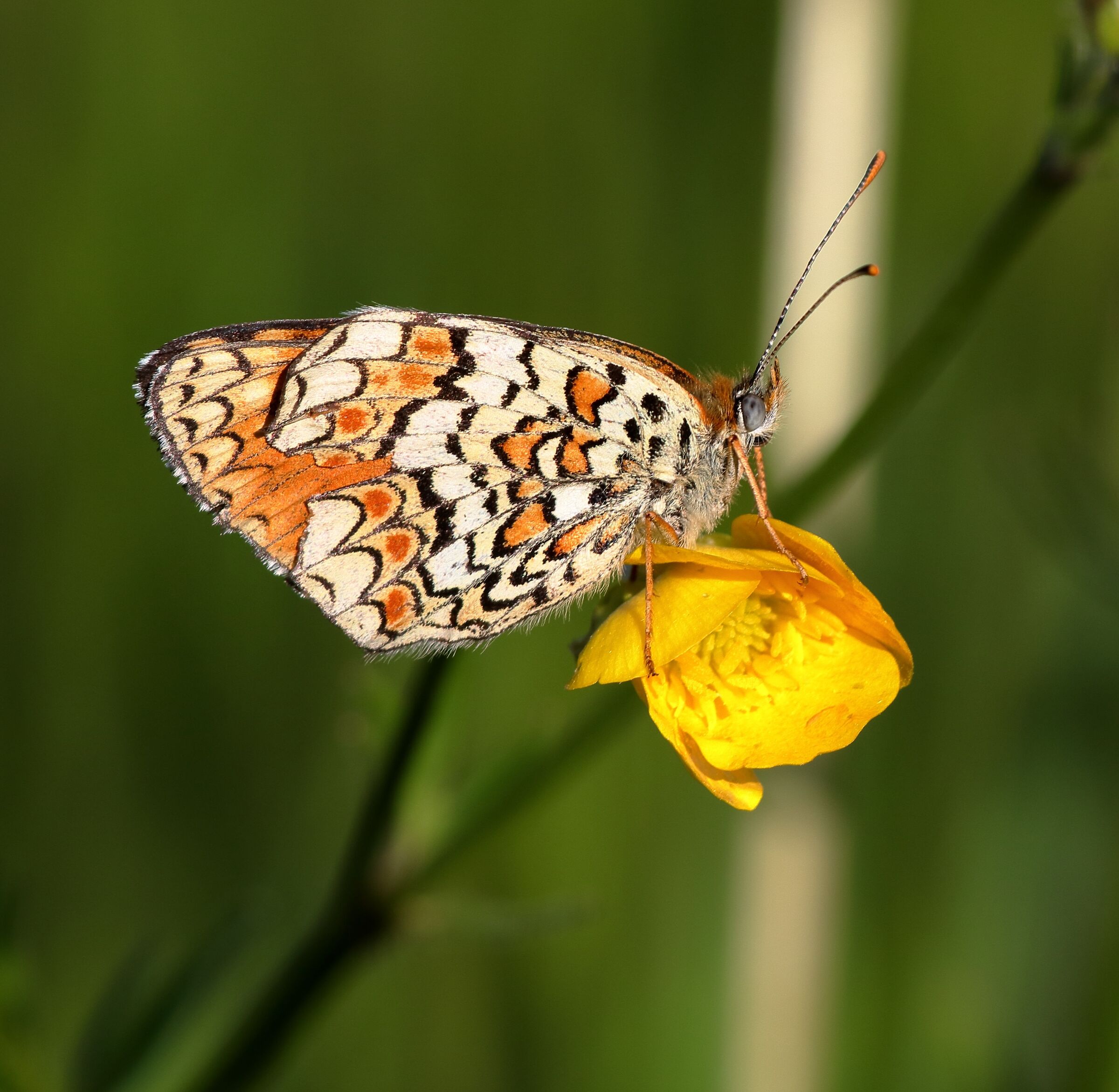 Melitaea