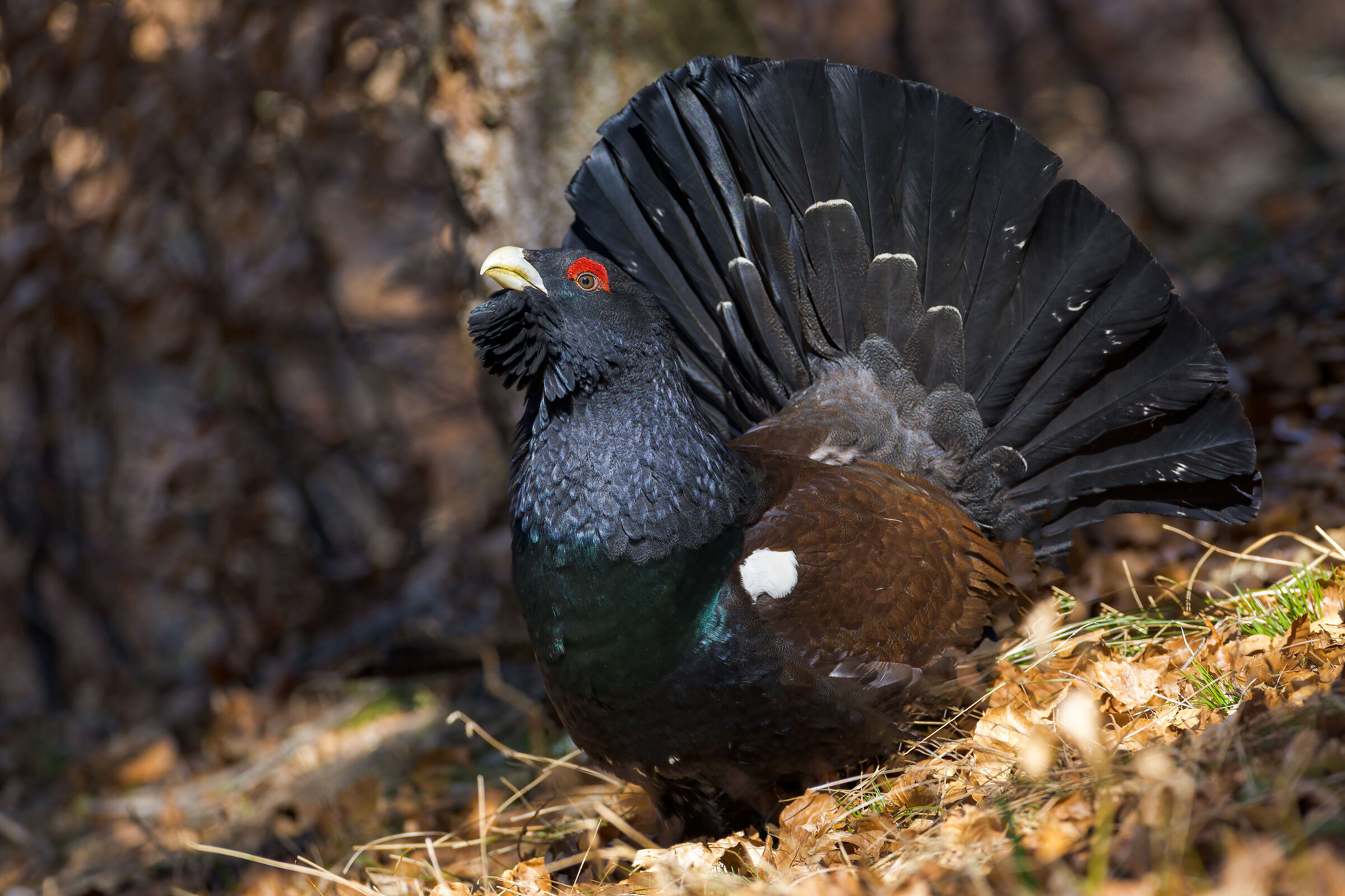 Gallo Cedrone (Tetrao Urogallus)