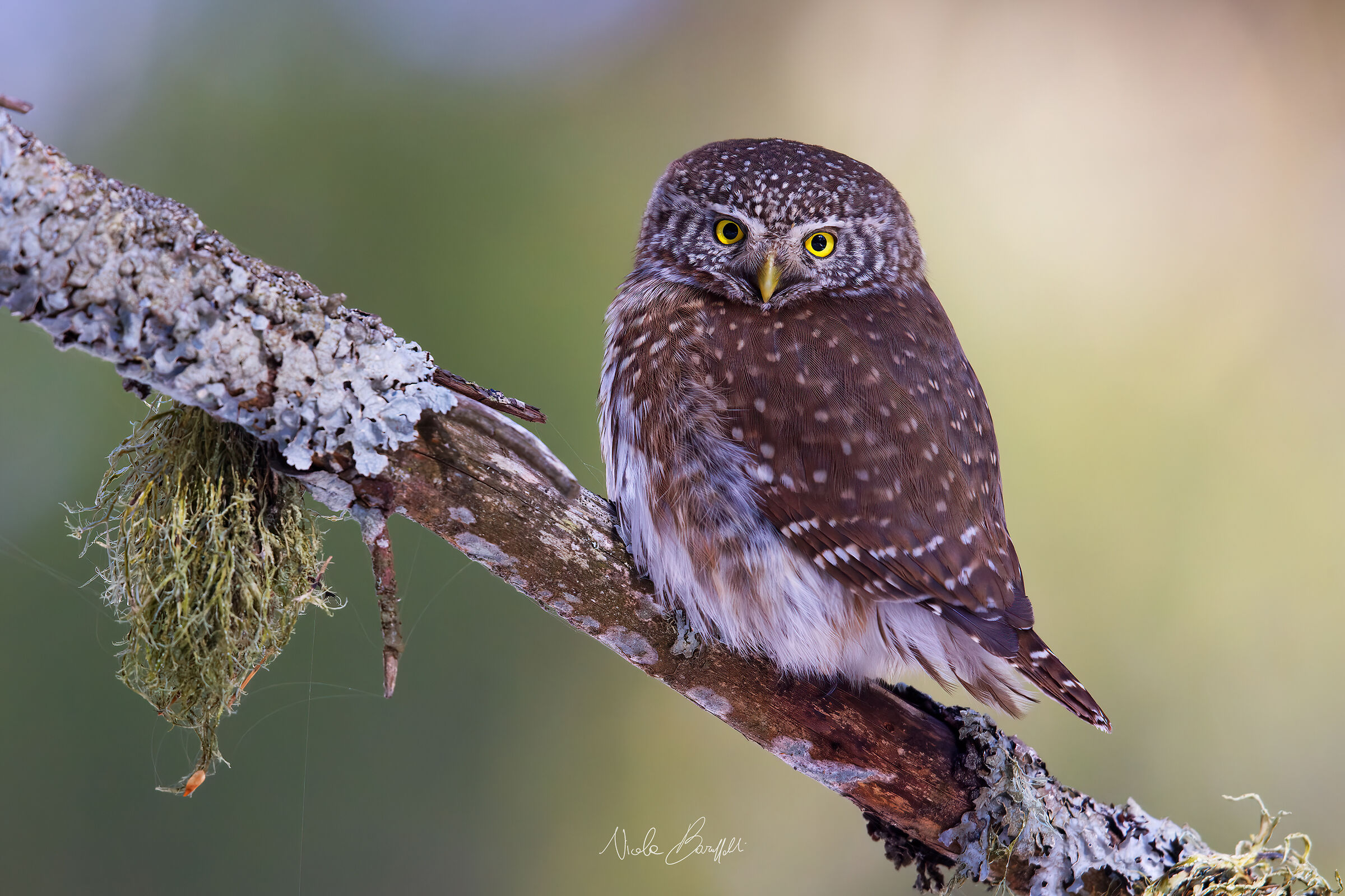 La nanetta del bosco - Civetta nana
