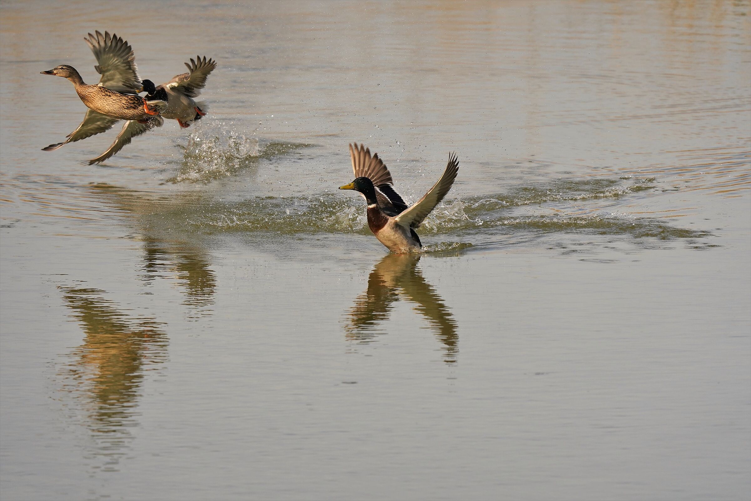 ... on the fly