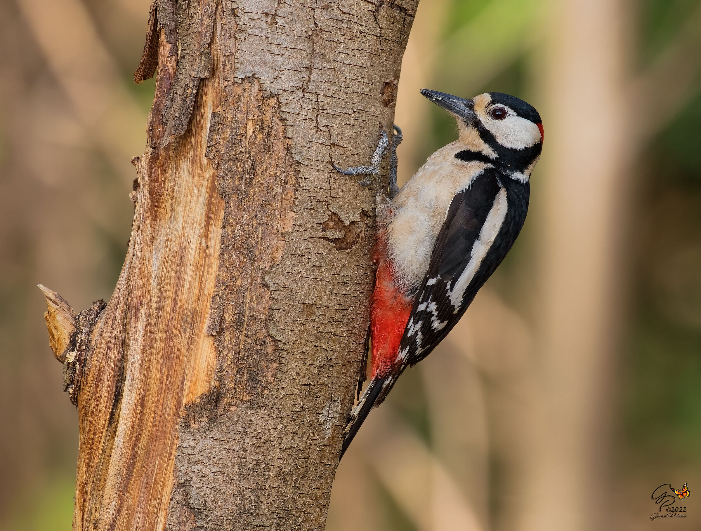 Picchio rosso maggiore ?