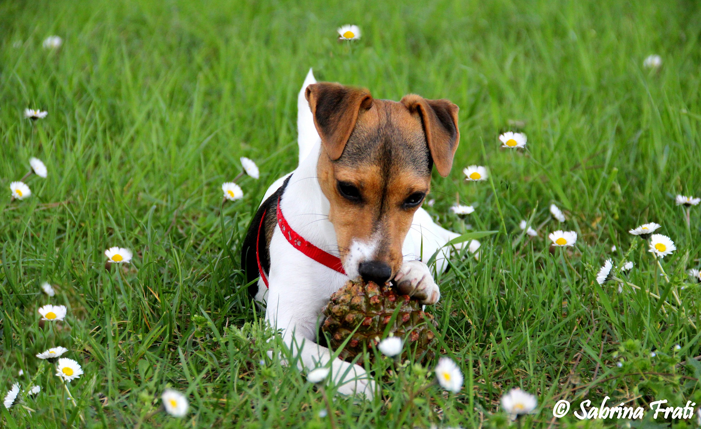Playing in the garden