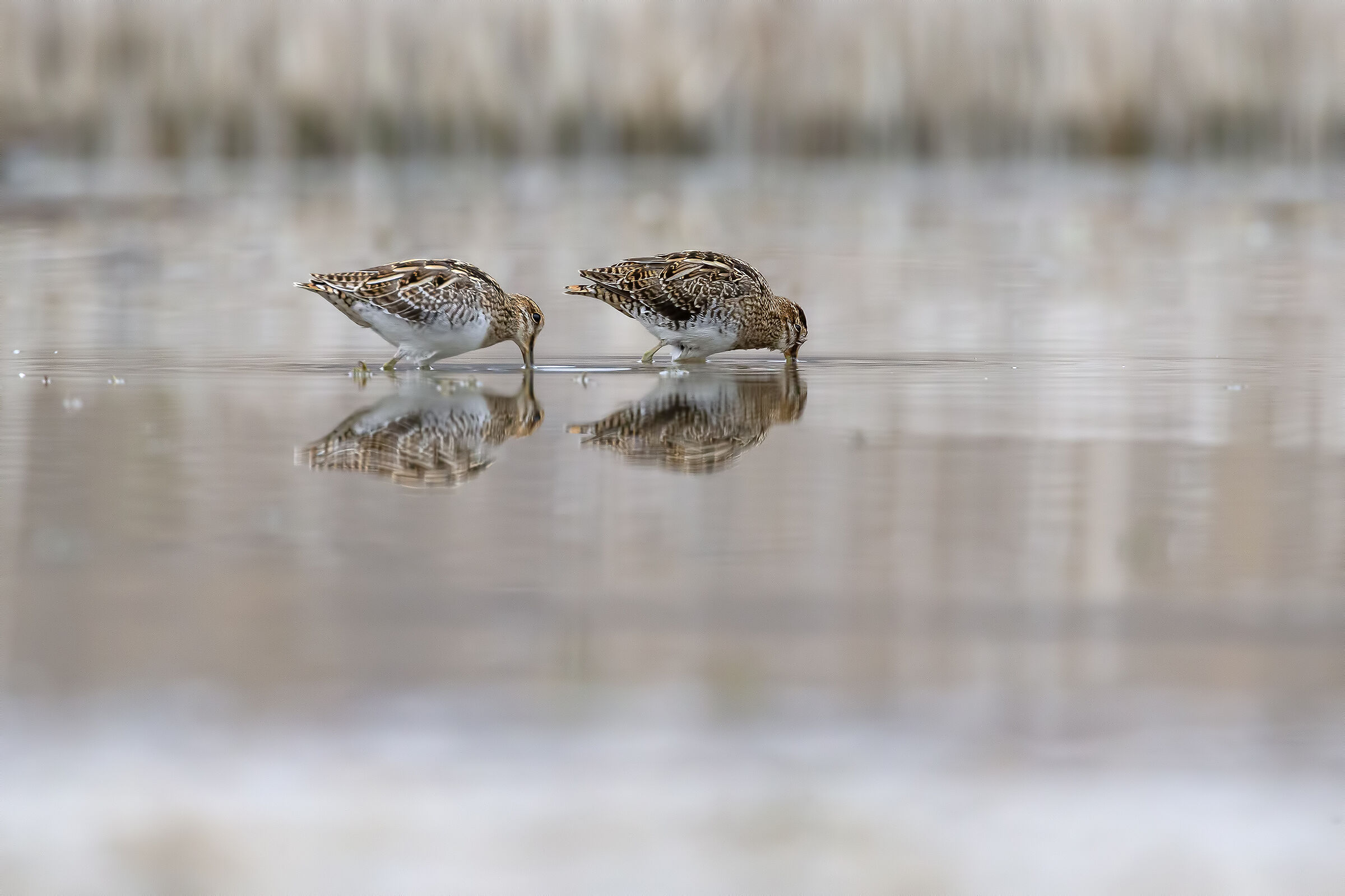 Snipes