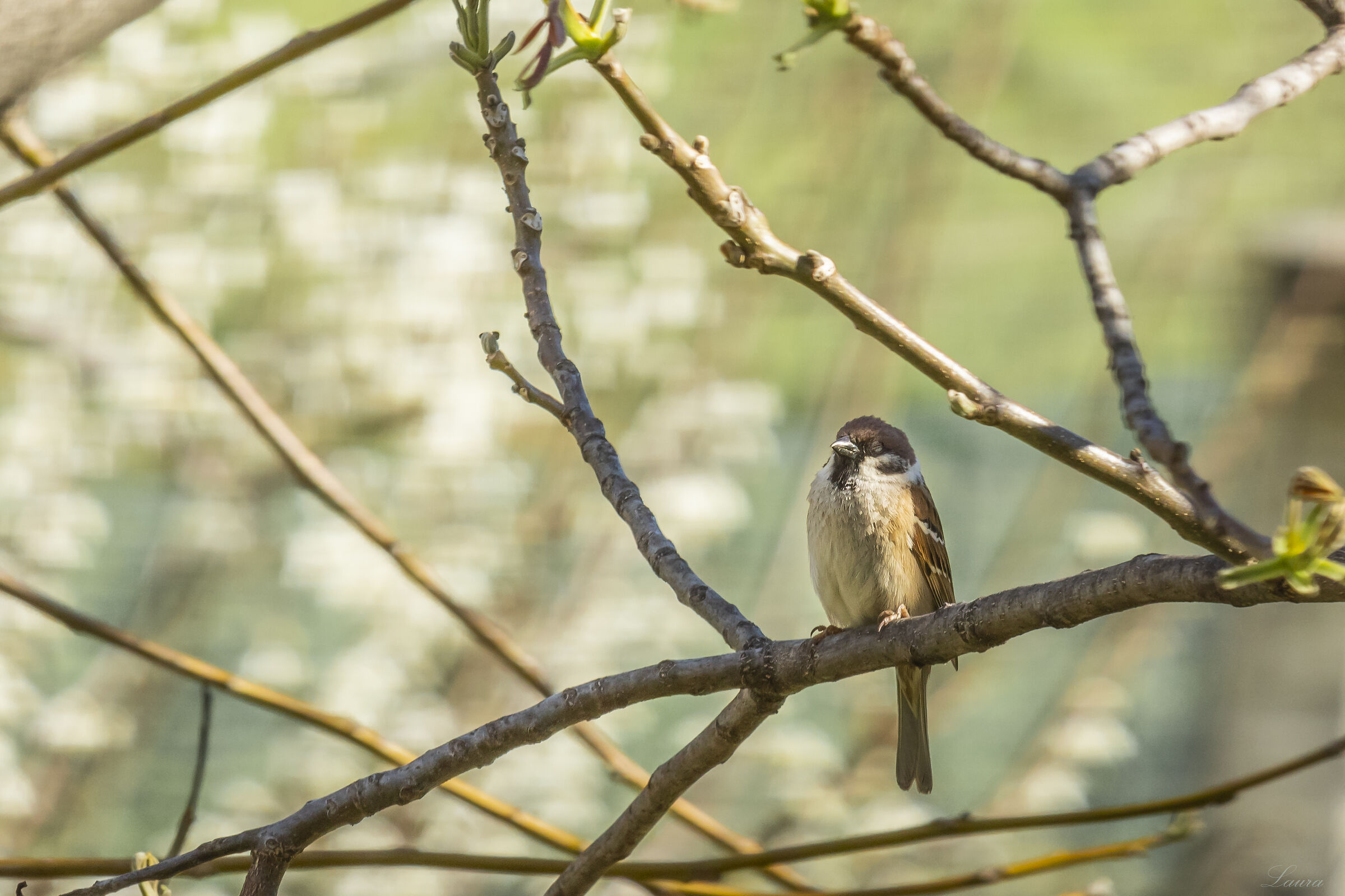 Anche il passero fa la pennichella