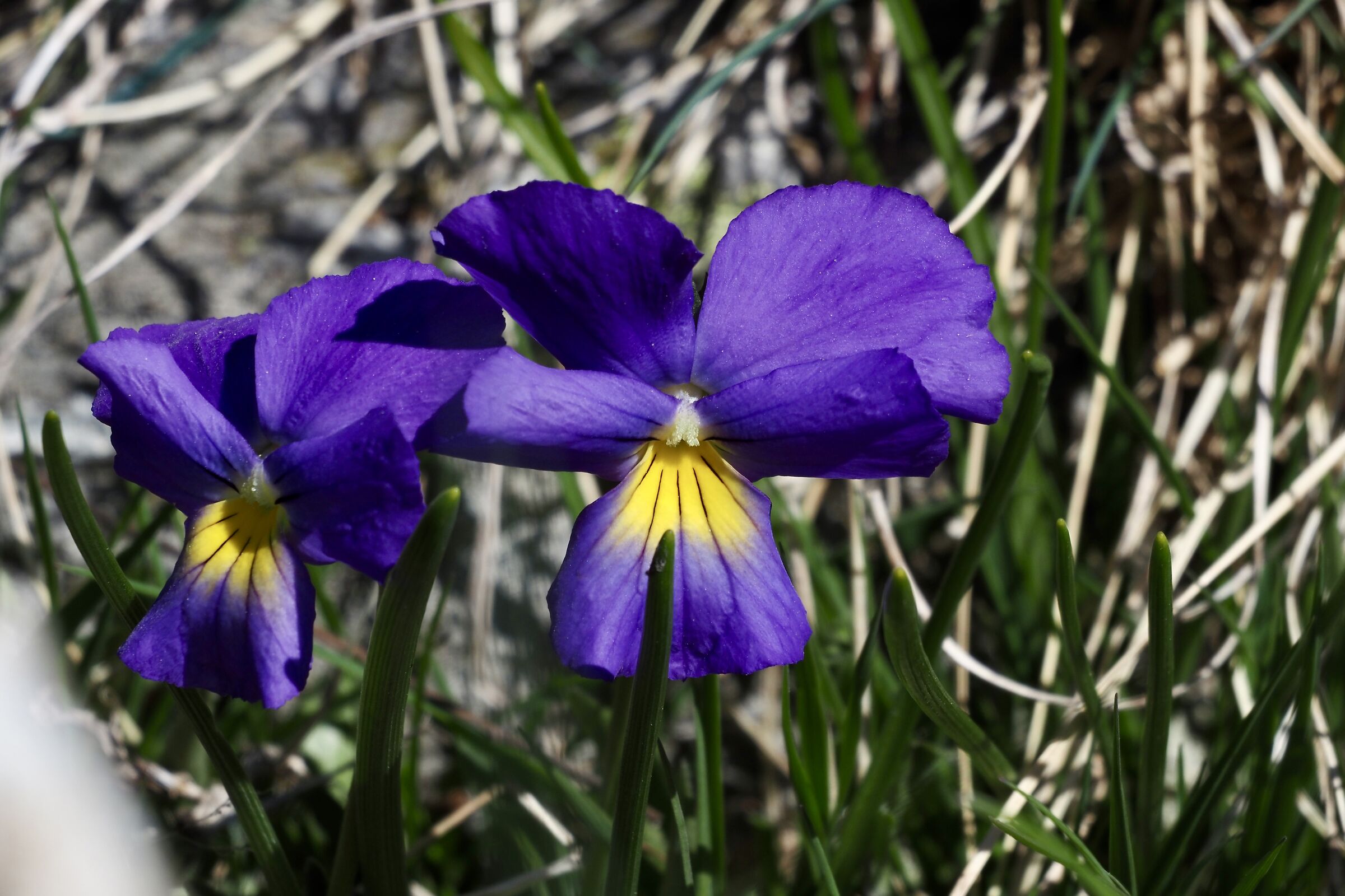 Violet