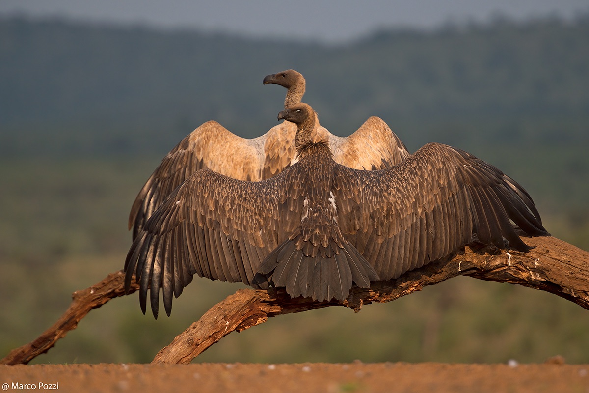 Vultures