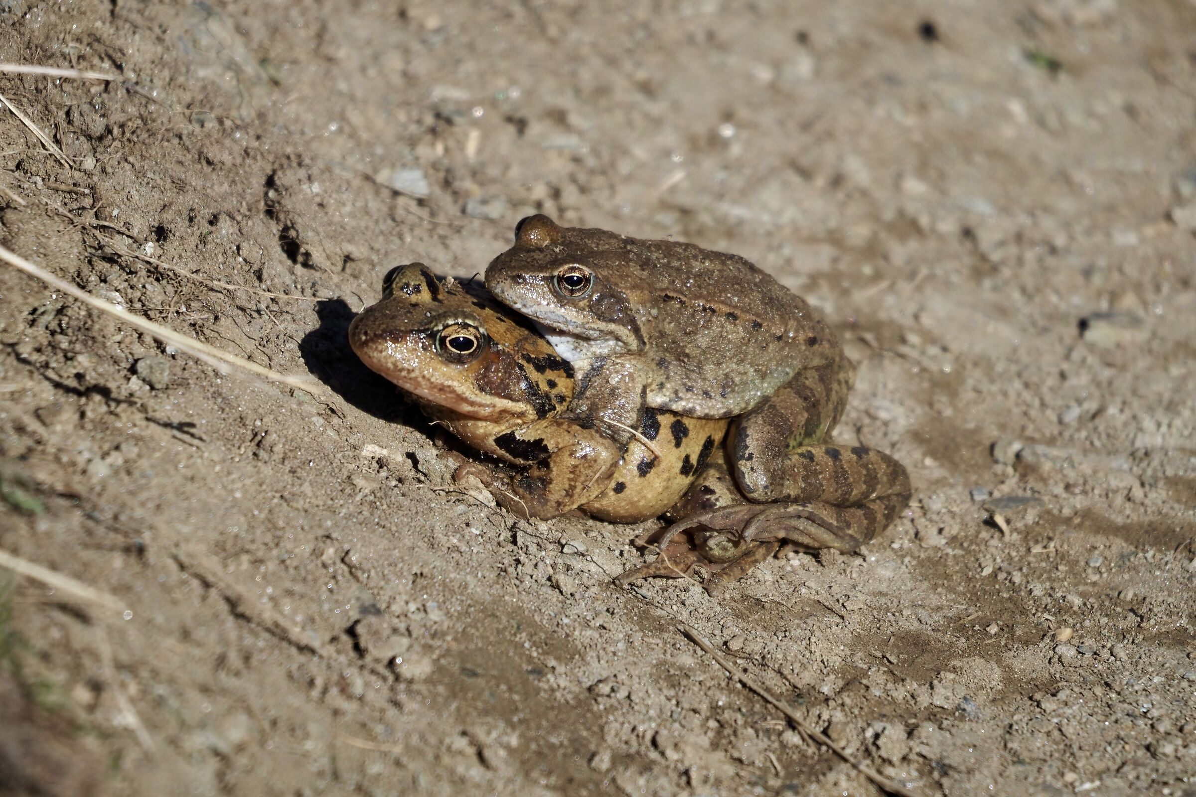 Frog temporaria