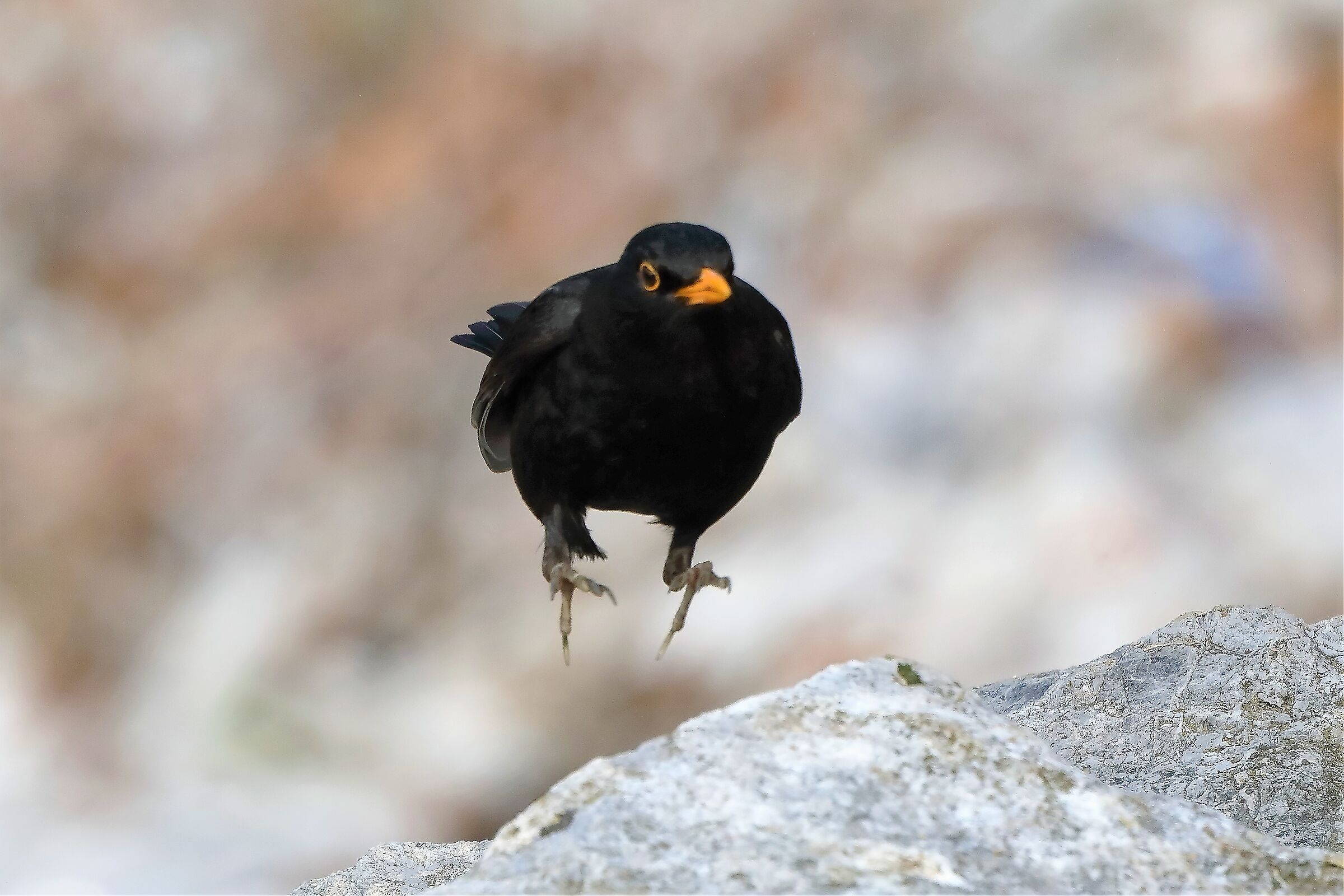 blackbird 06-04-2022