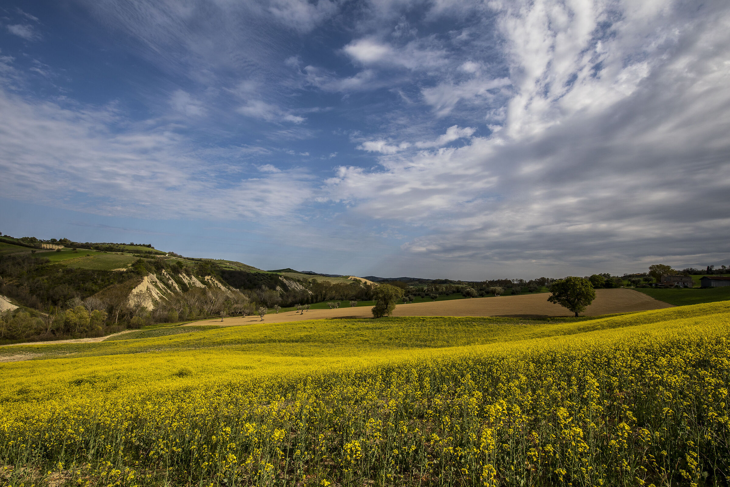Between rapeseed and gullies