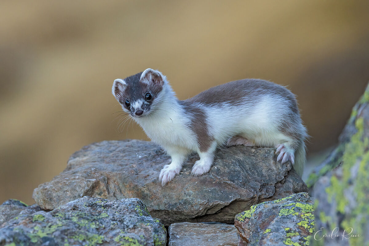 Ermellino in muta estiva