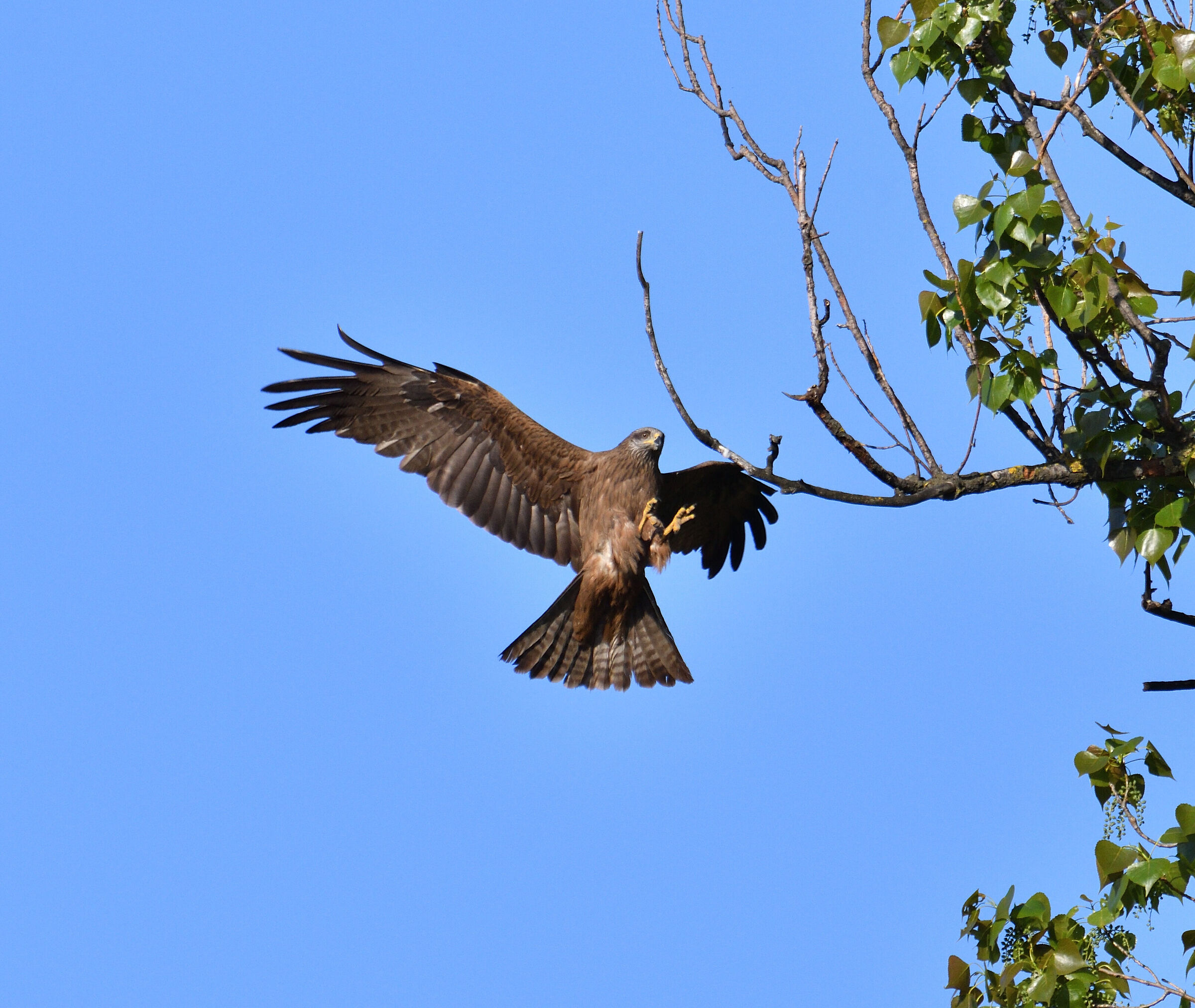 Black kite on the way!!!