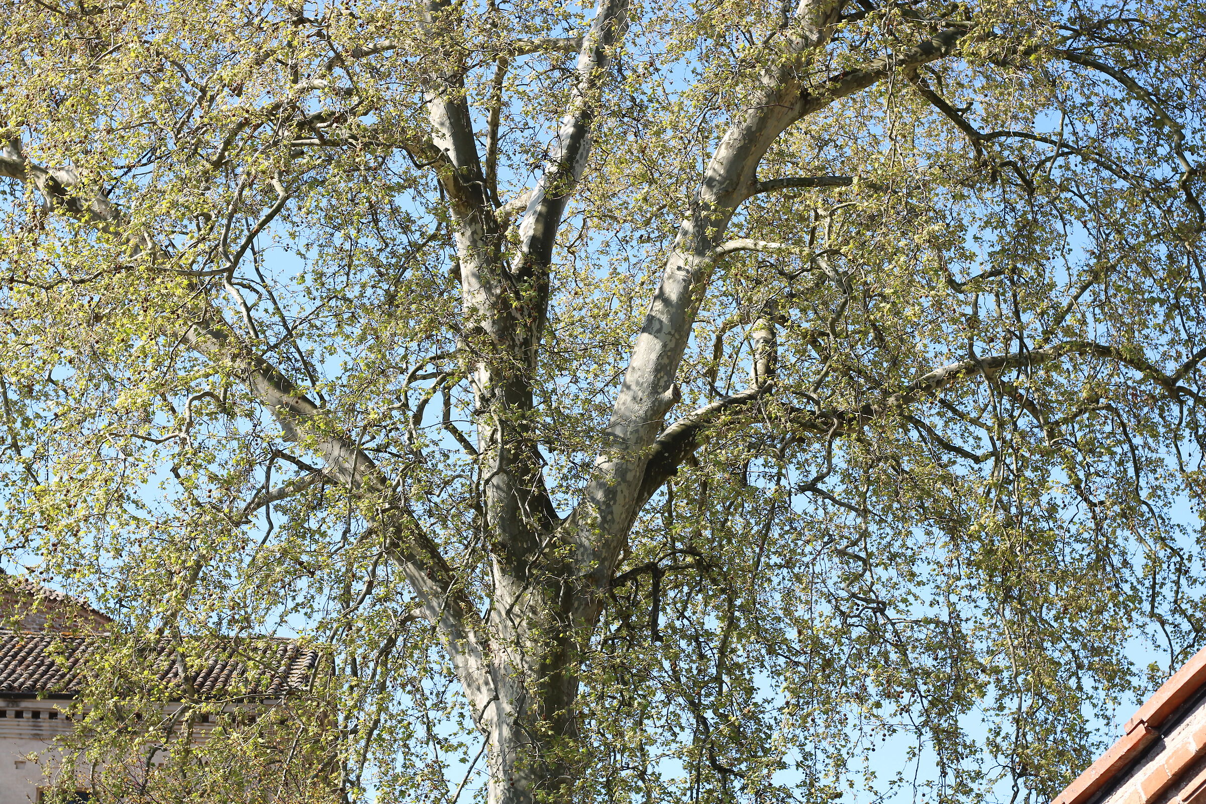Great Poplar in the center of RAvenna