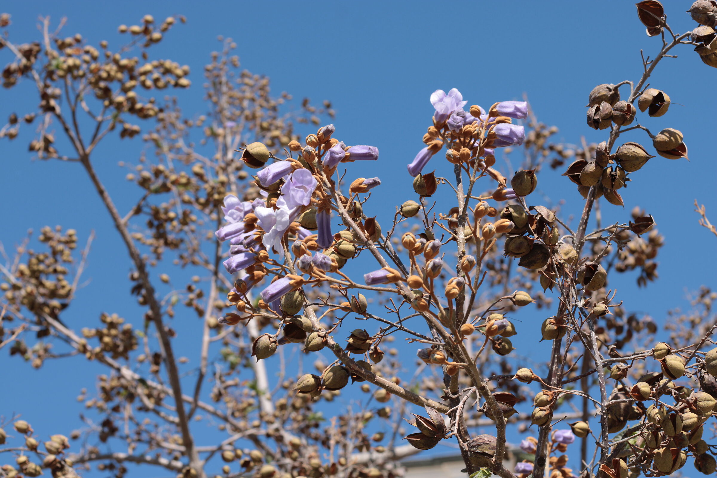 Spring is blooming