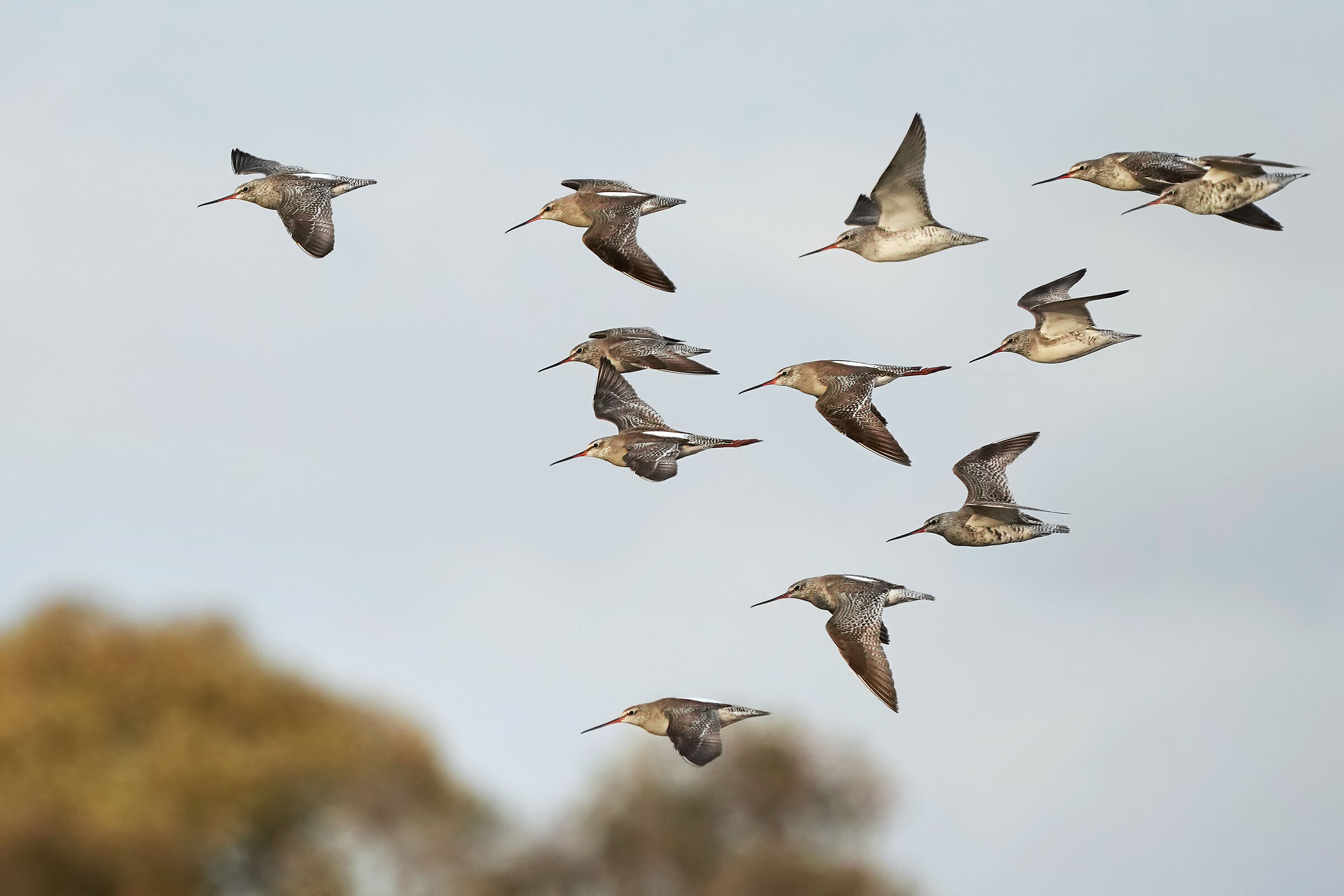 Totani in migrazione al tramonto