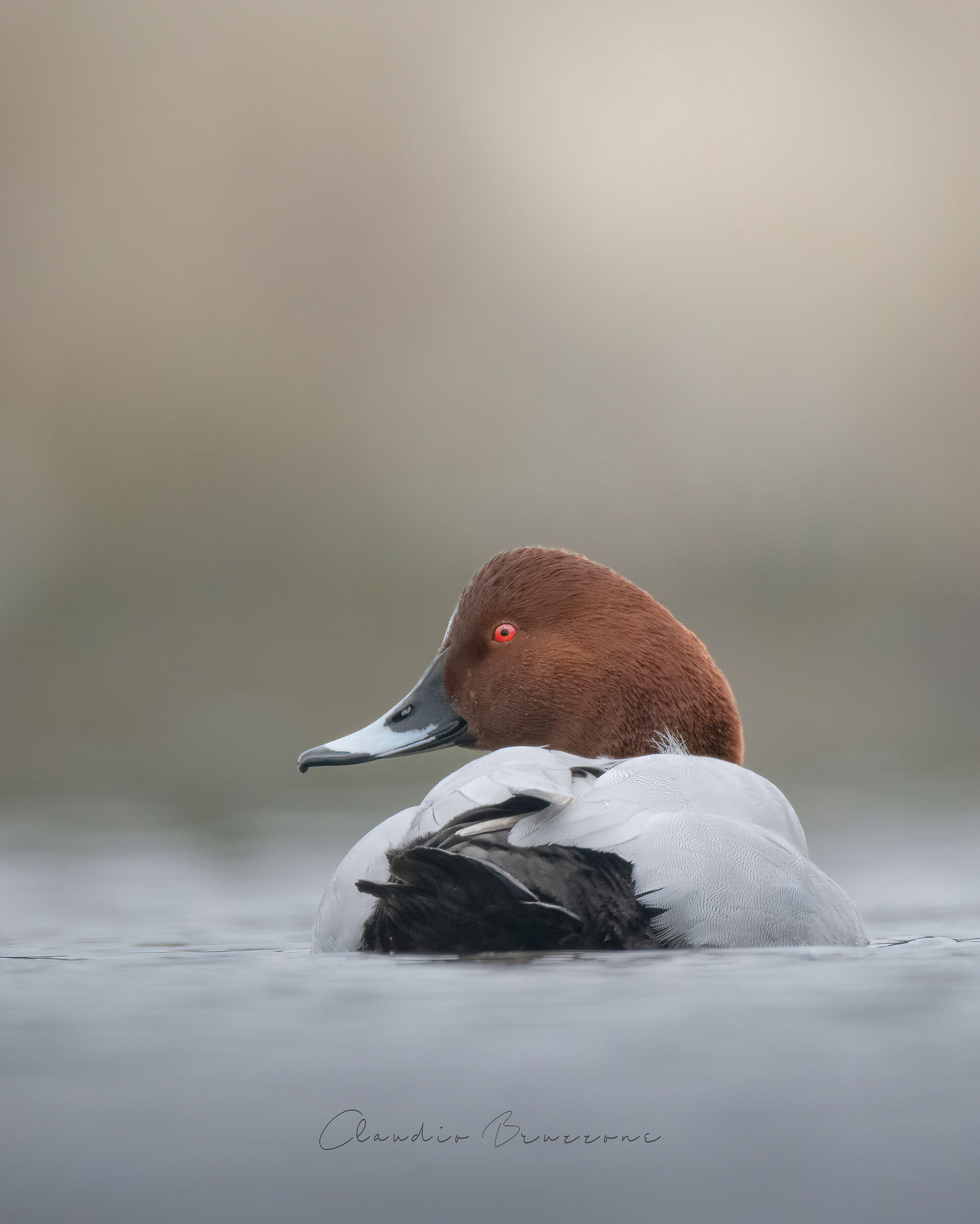 The prince of the pond