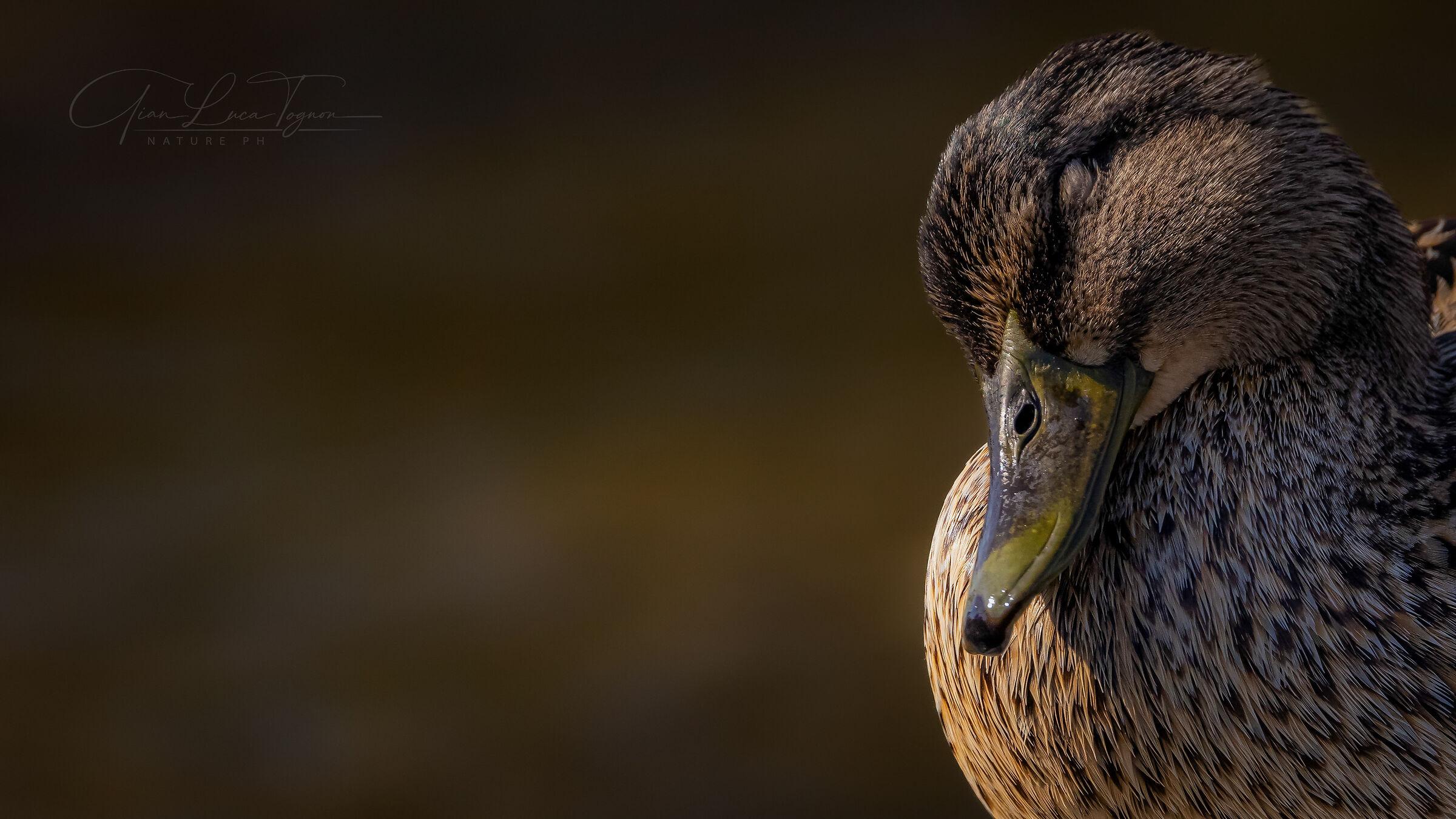 La sognatrice felice