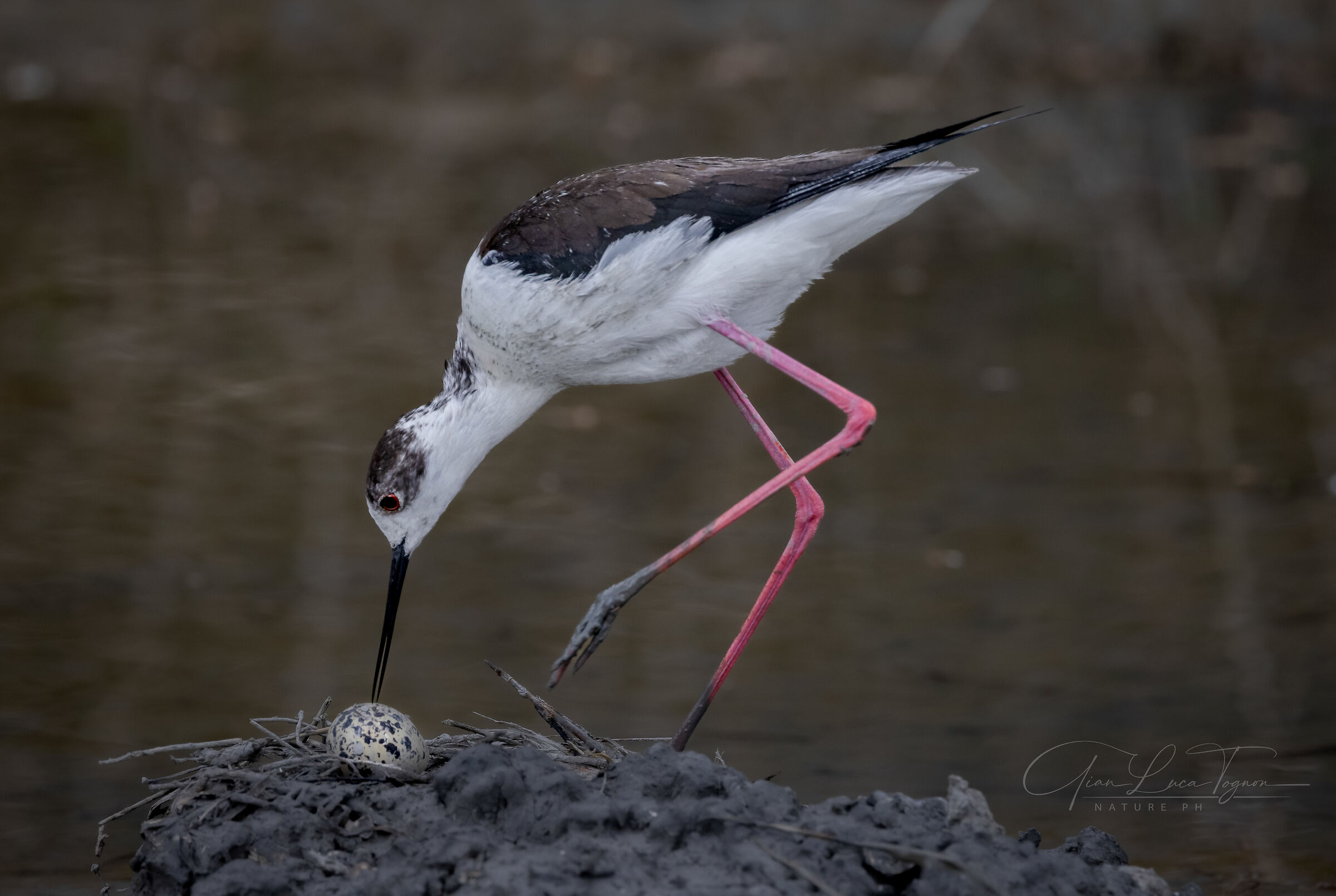 In attesa di sorpresa