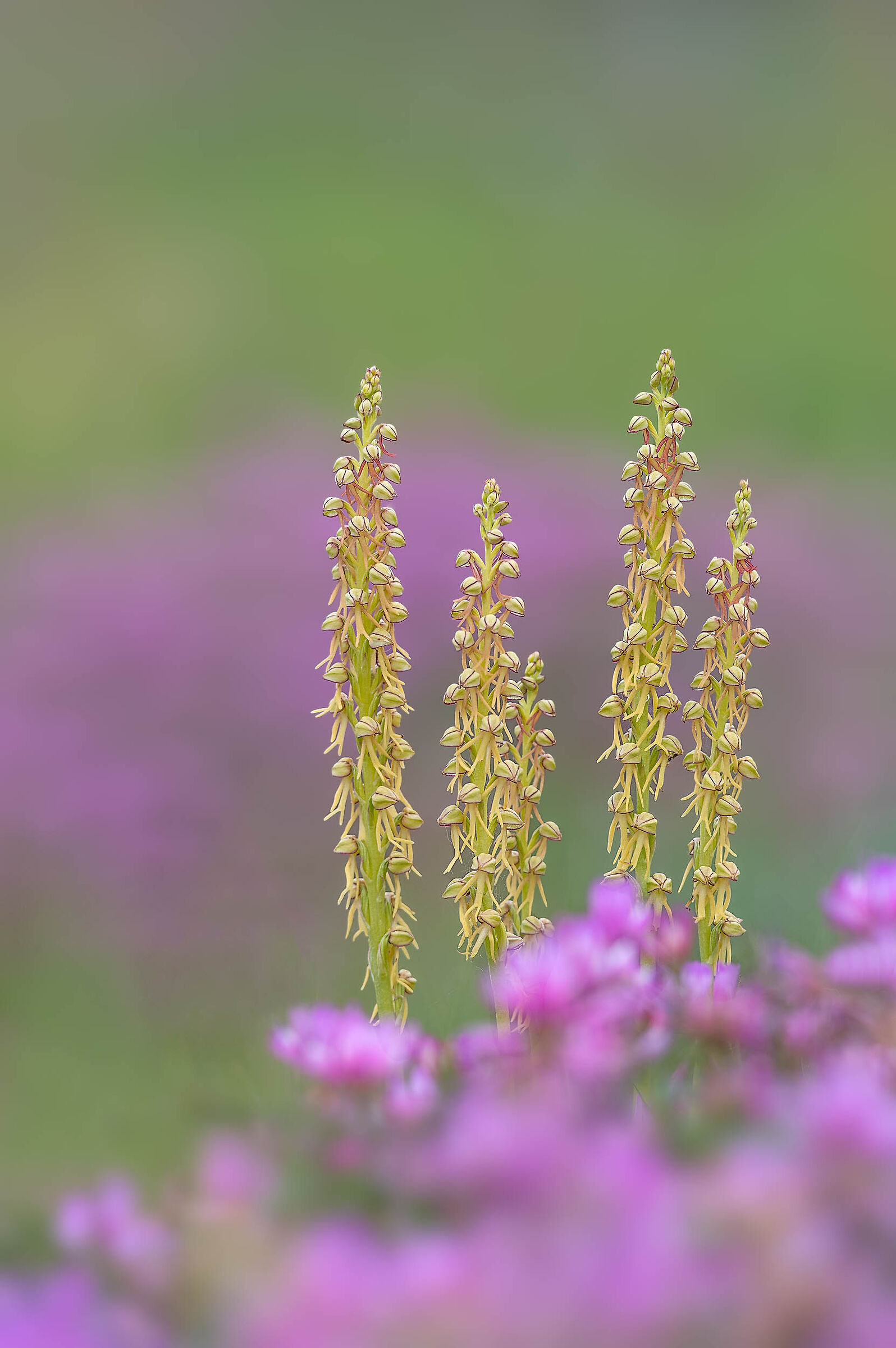 Orchis antropophora