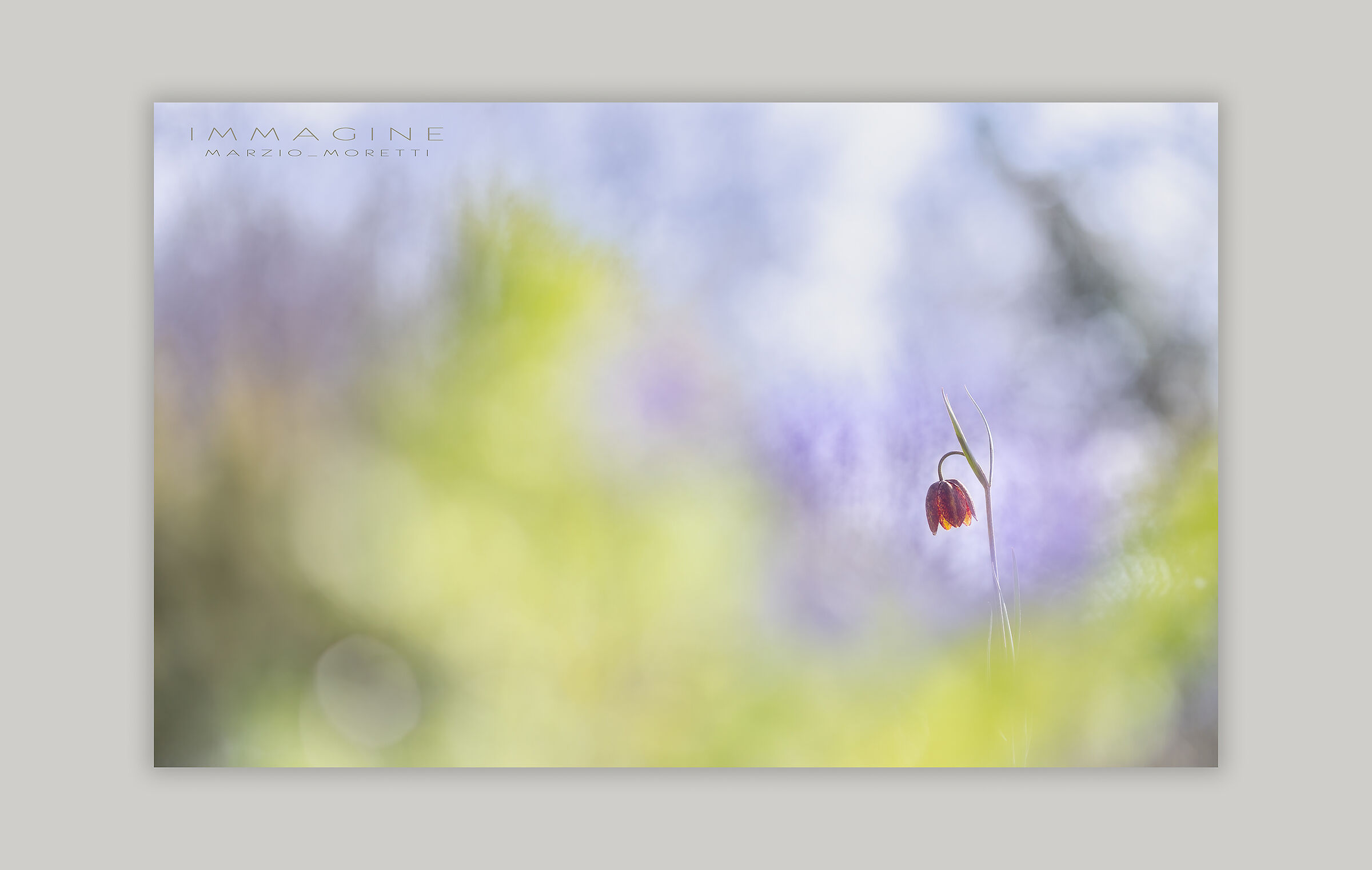 Among the colors a Fritillaria