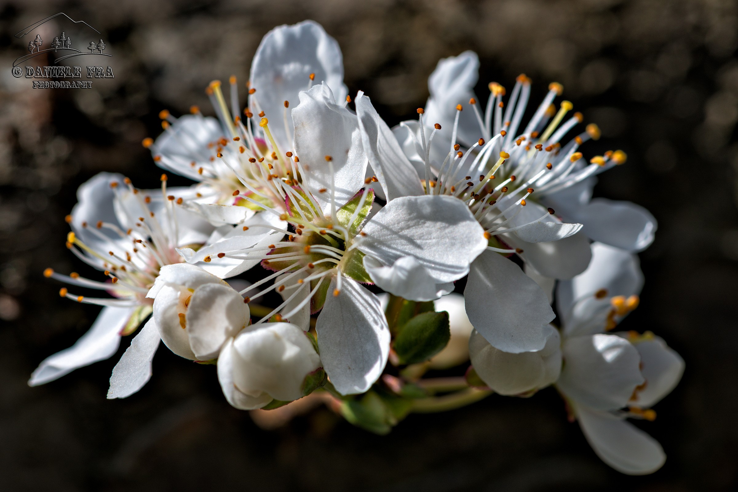 Explosion of flowers plum tree