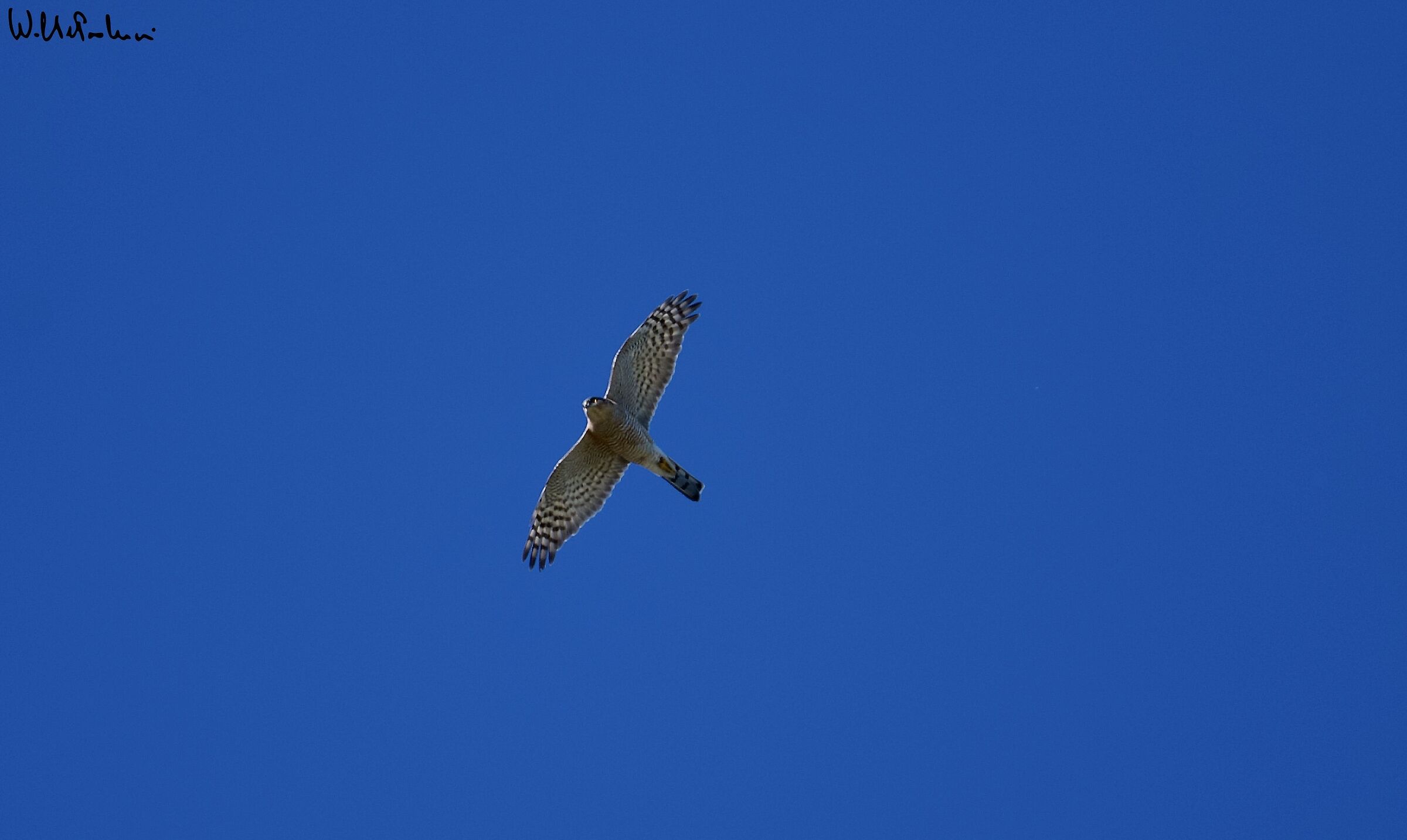 Adult male sparrowhawk