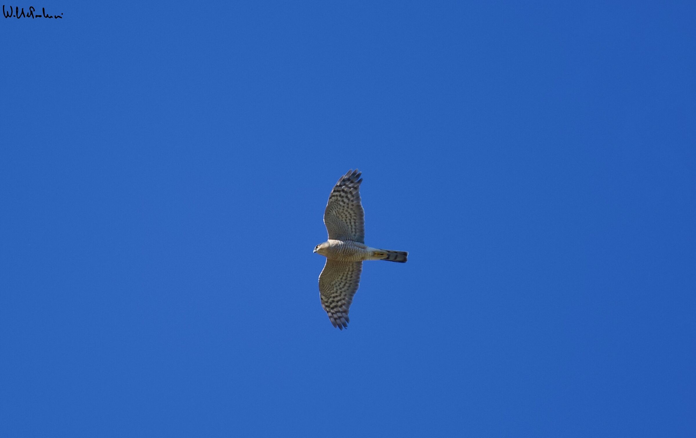 Adult male sparrowhawk 1