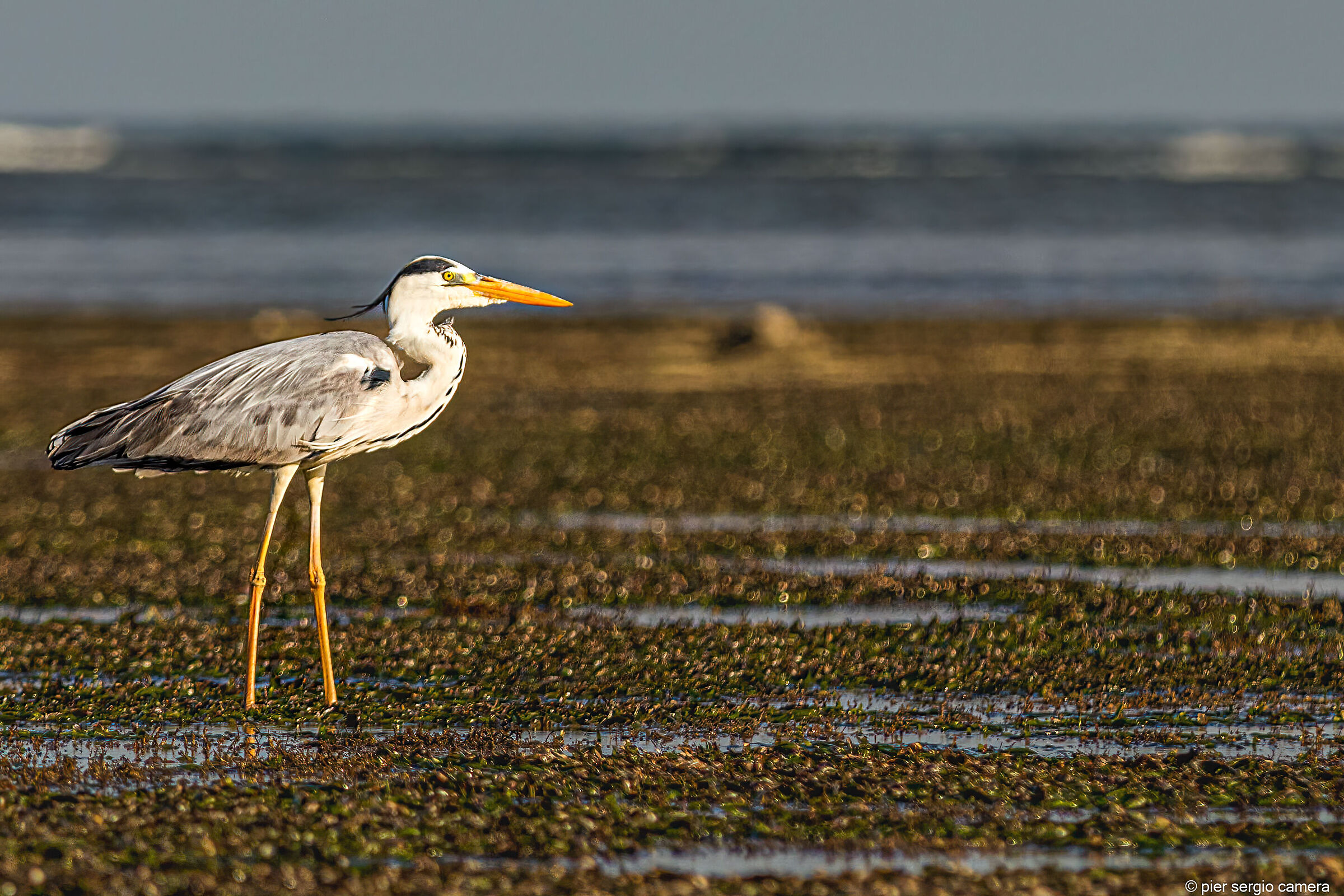 Little Heron