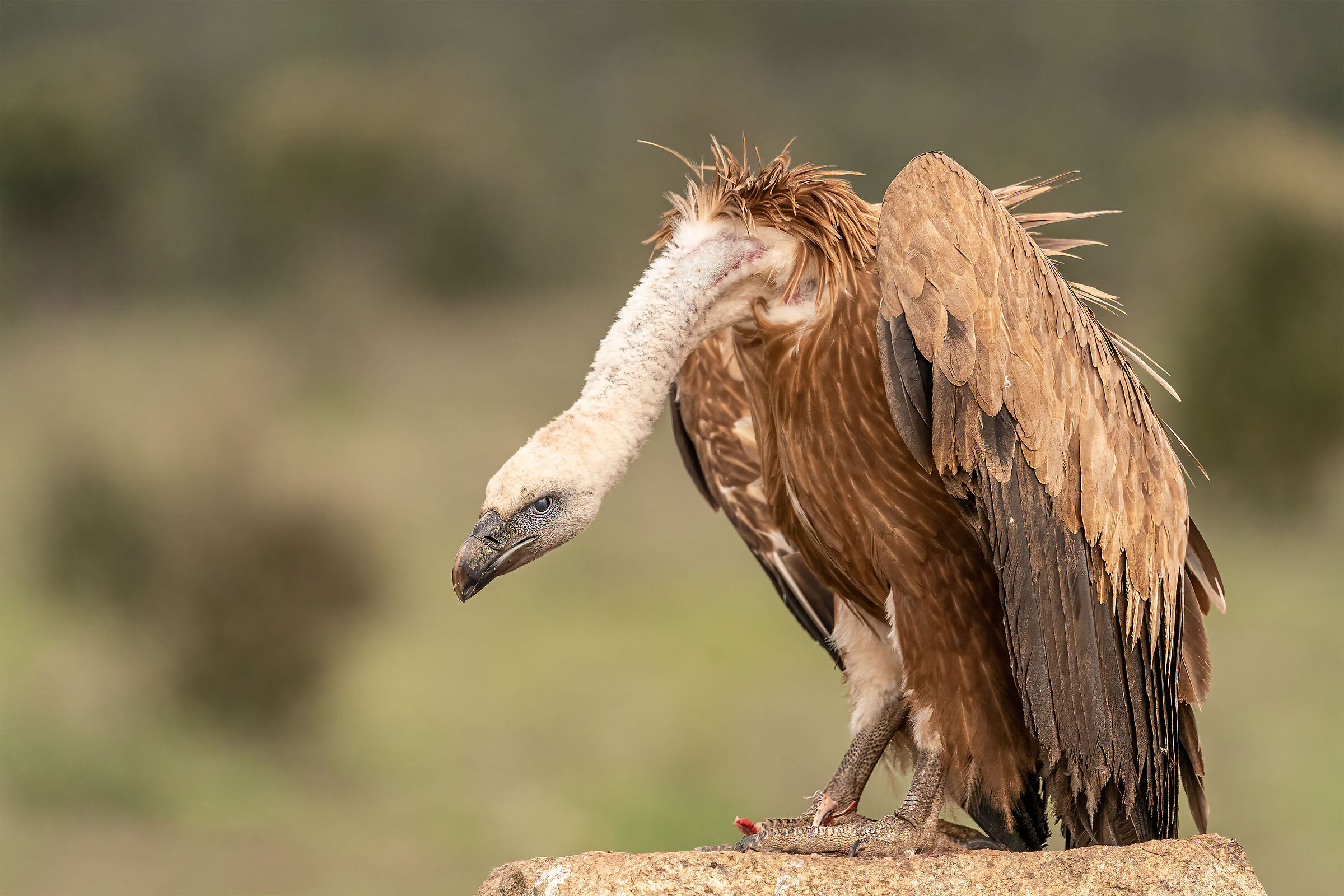 Grifone dopo il pasto
