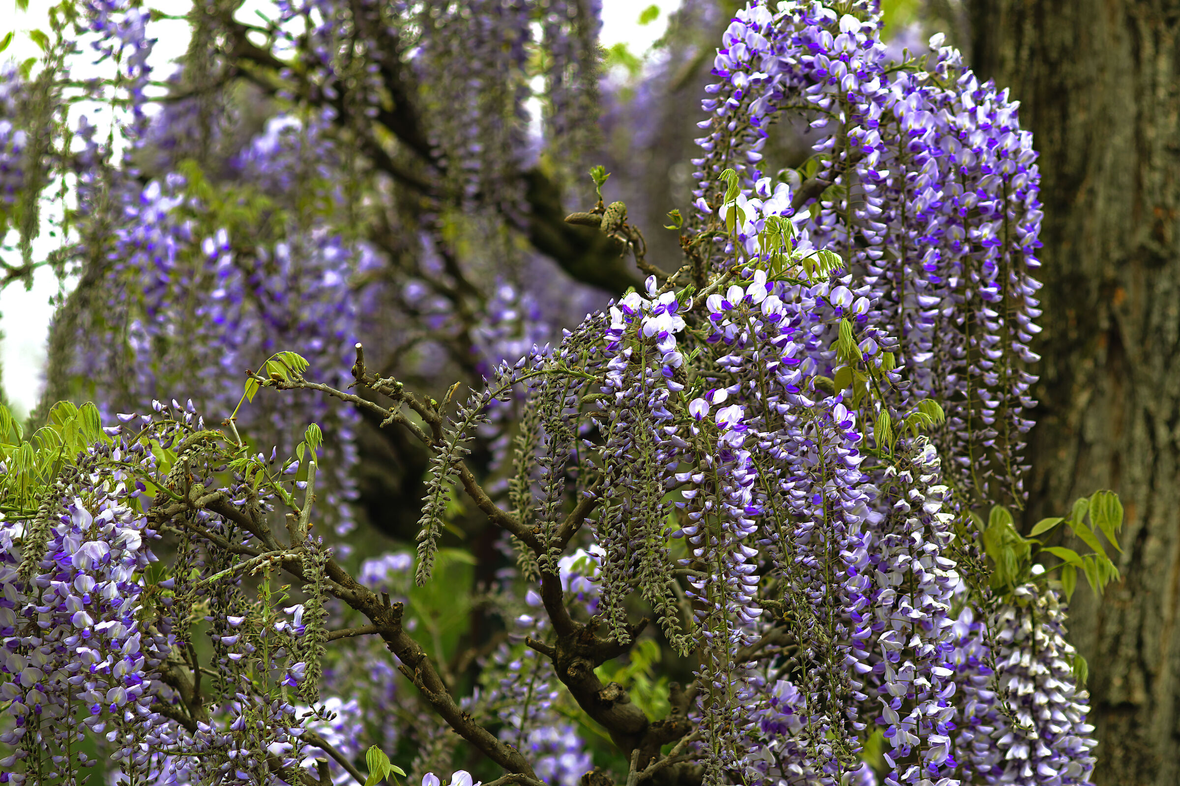 Wisteria