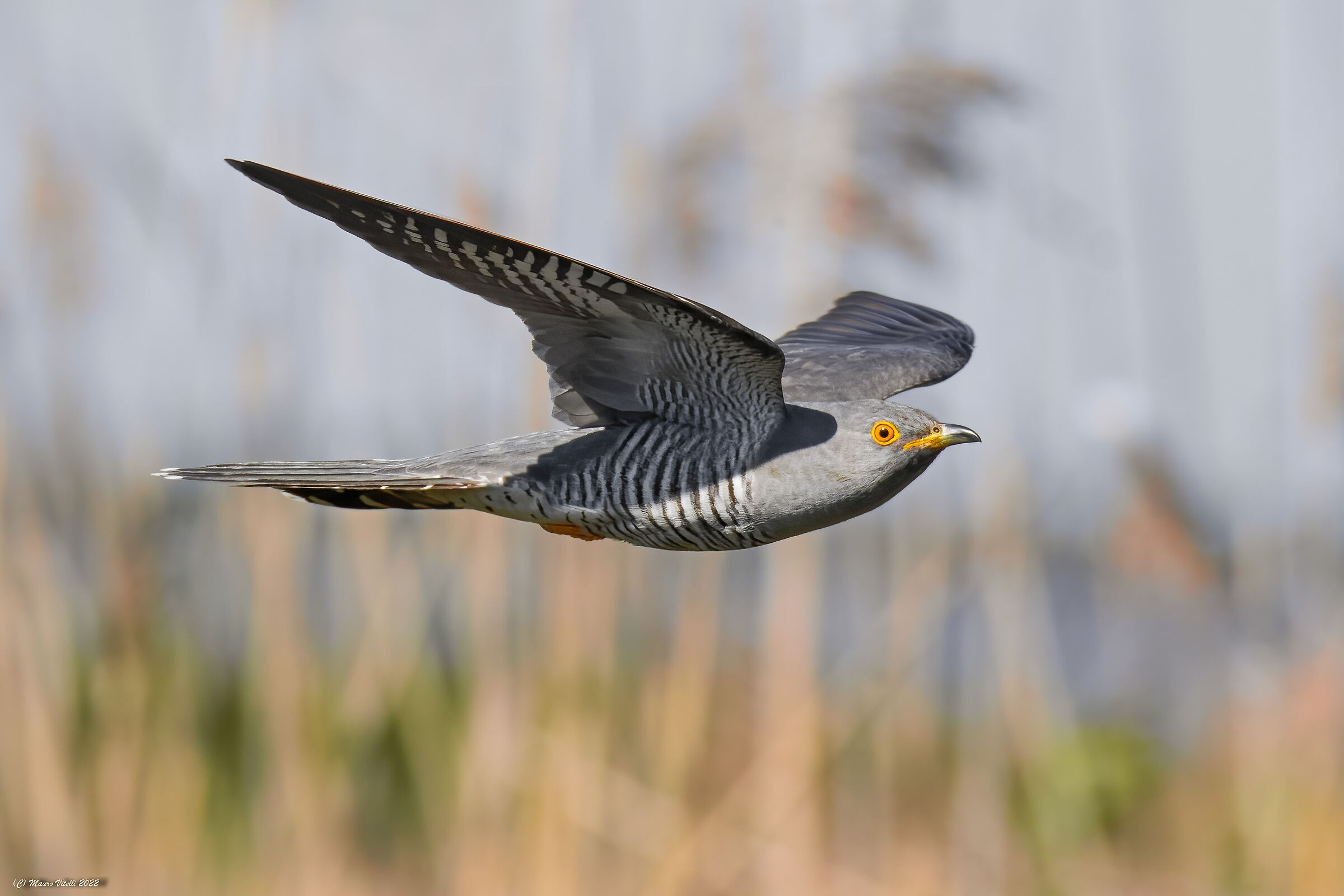 Cuckoo (Cuculus canorus)