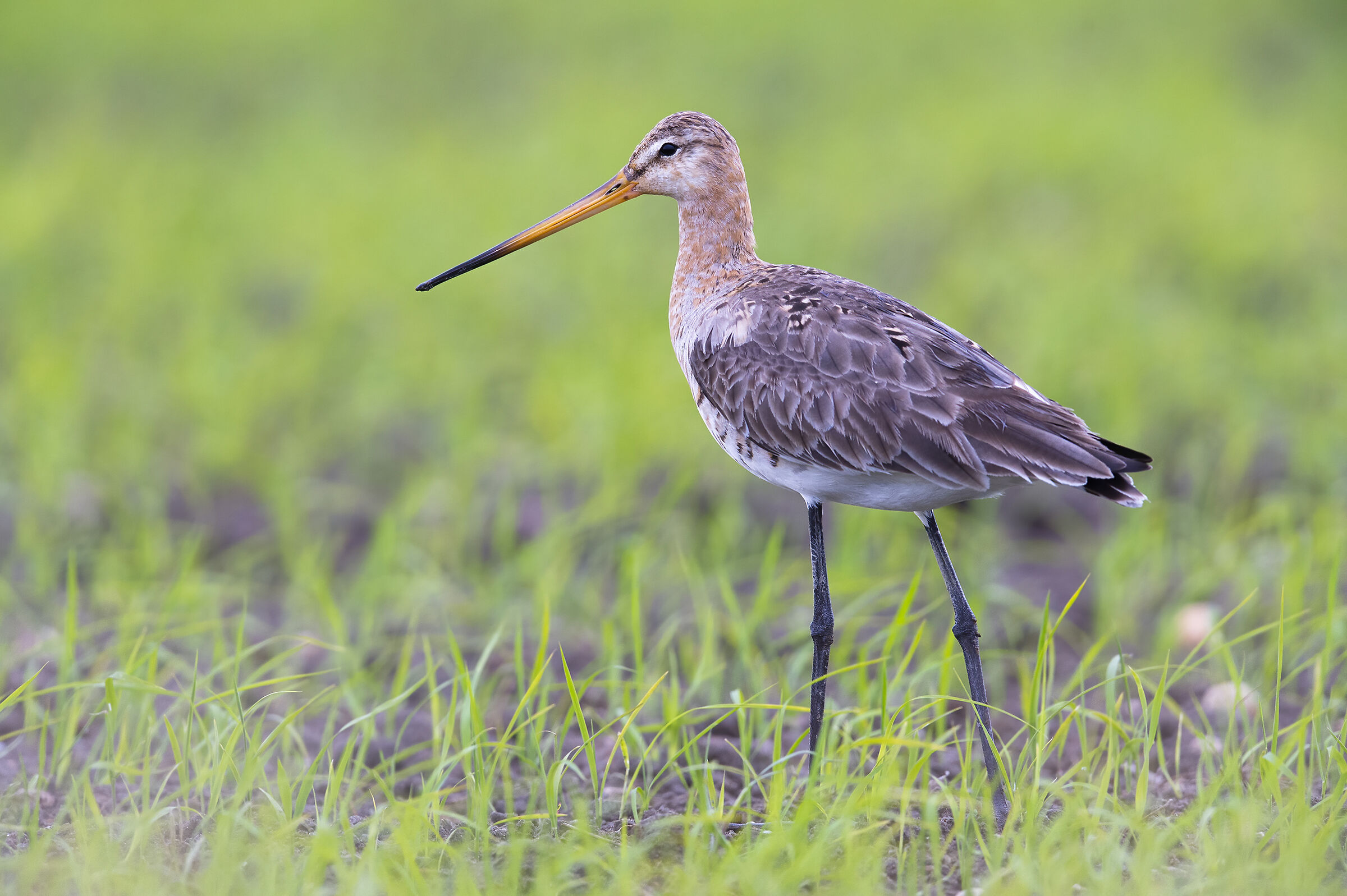 Pittima reale (Limosa limosa)