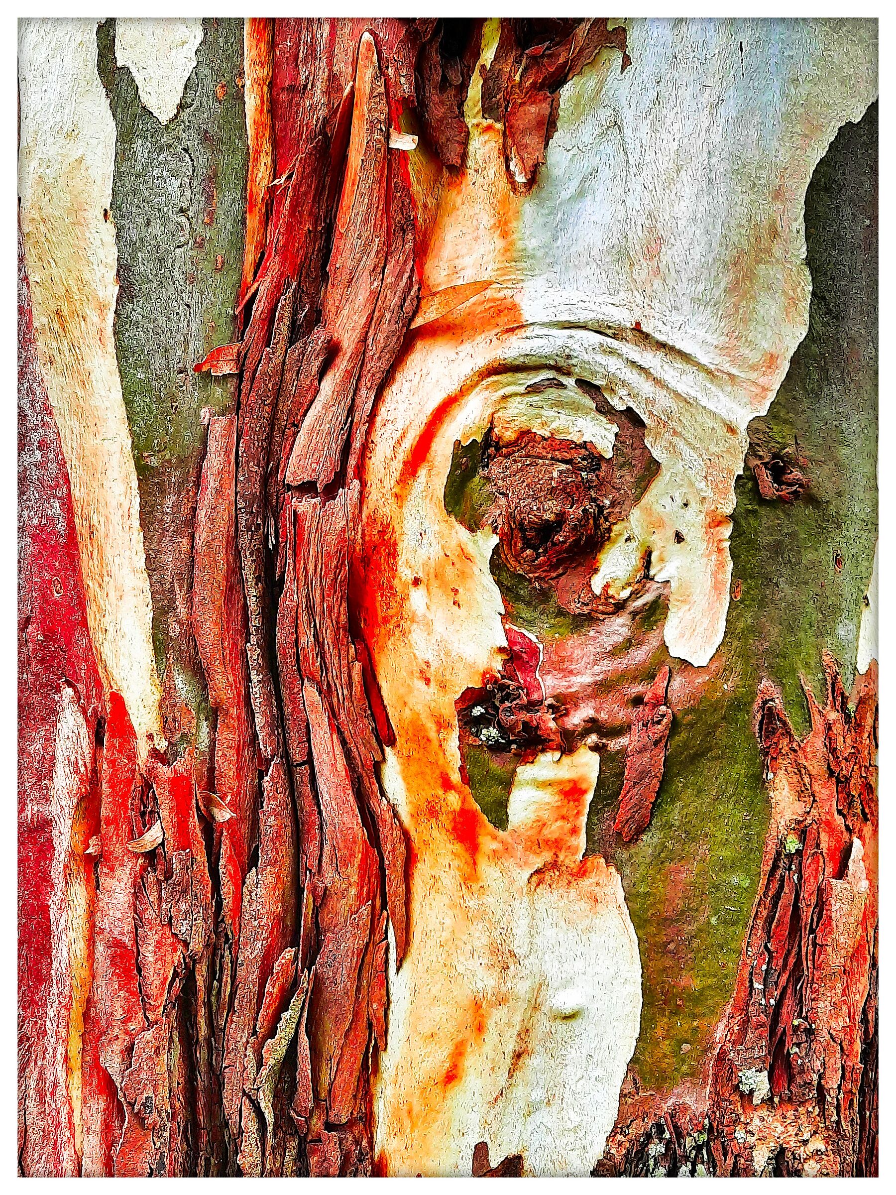 Cromatismi Arborei