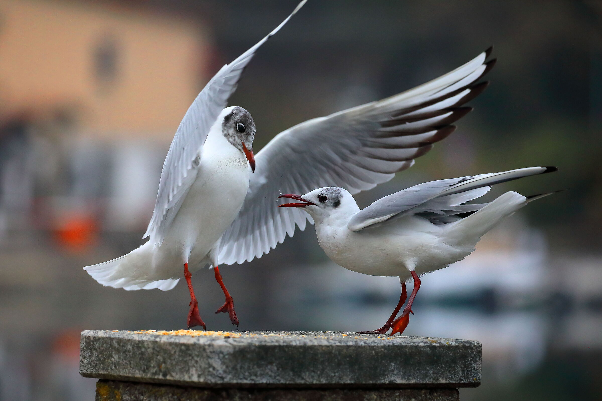 lotta per il territorio