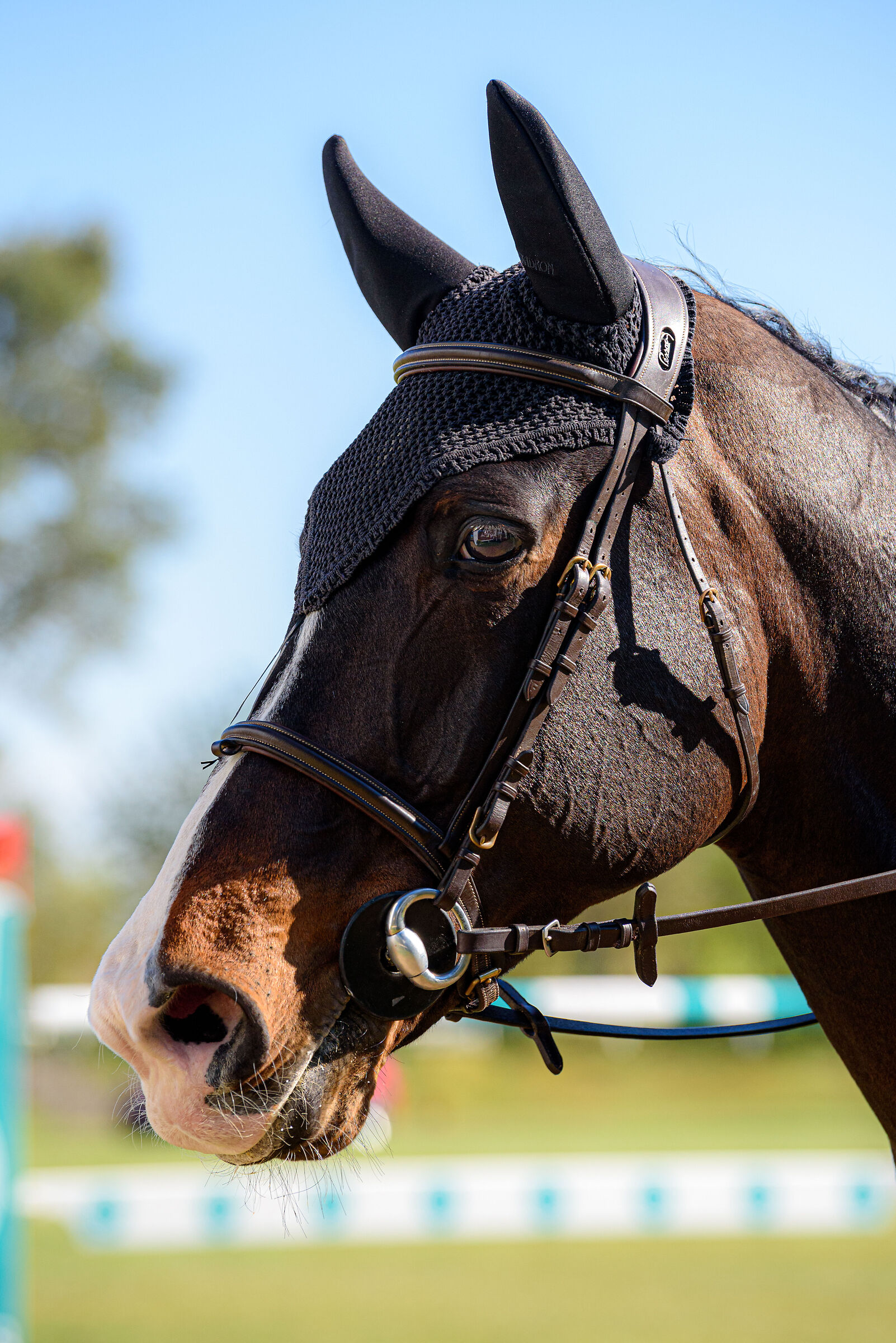 Equestrian Centre Arezzo