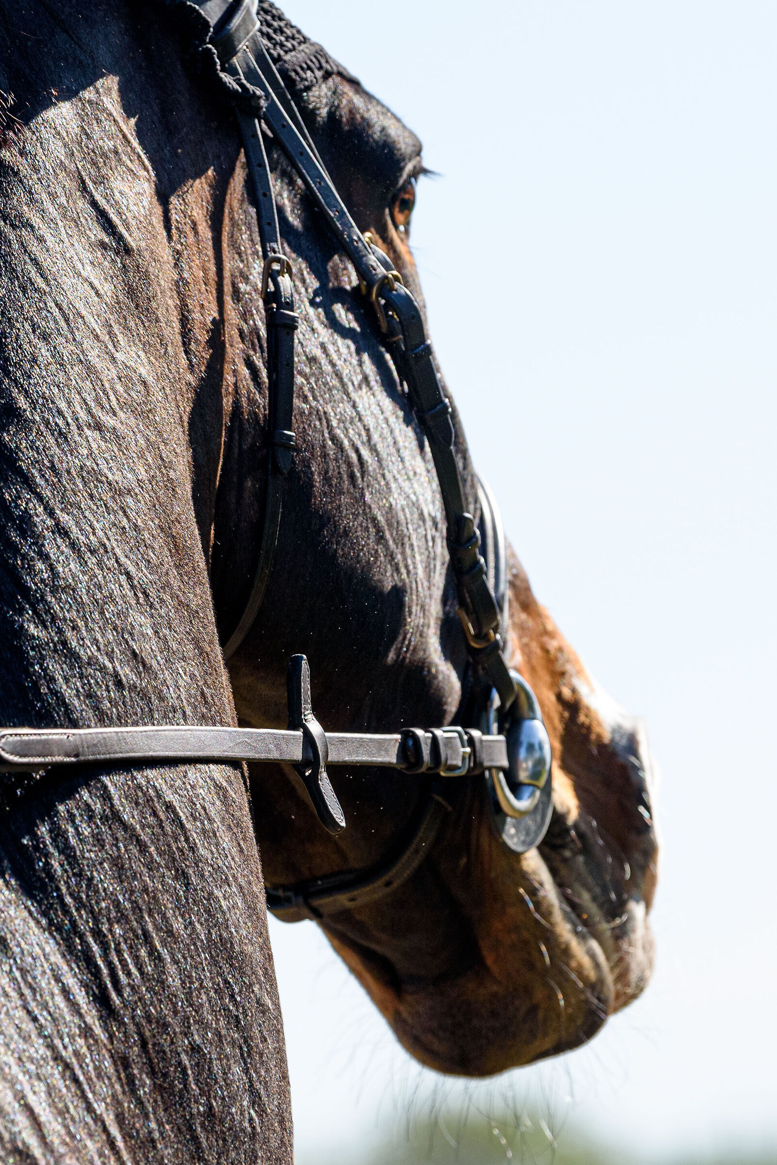 Equestrian Centre Arezzo