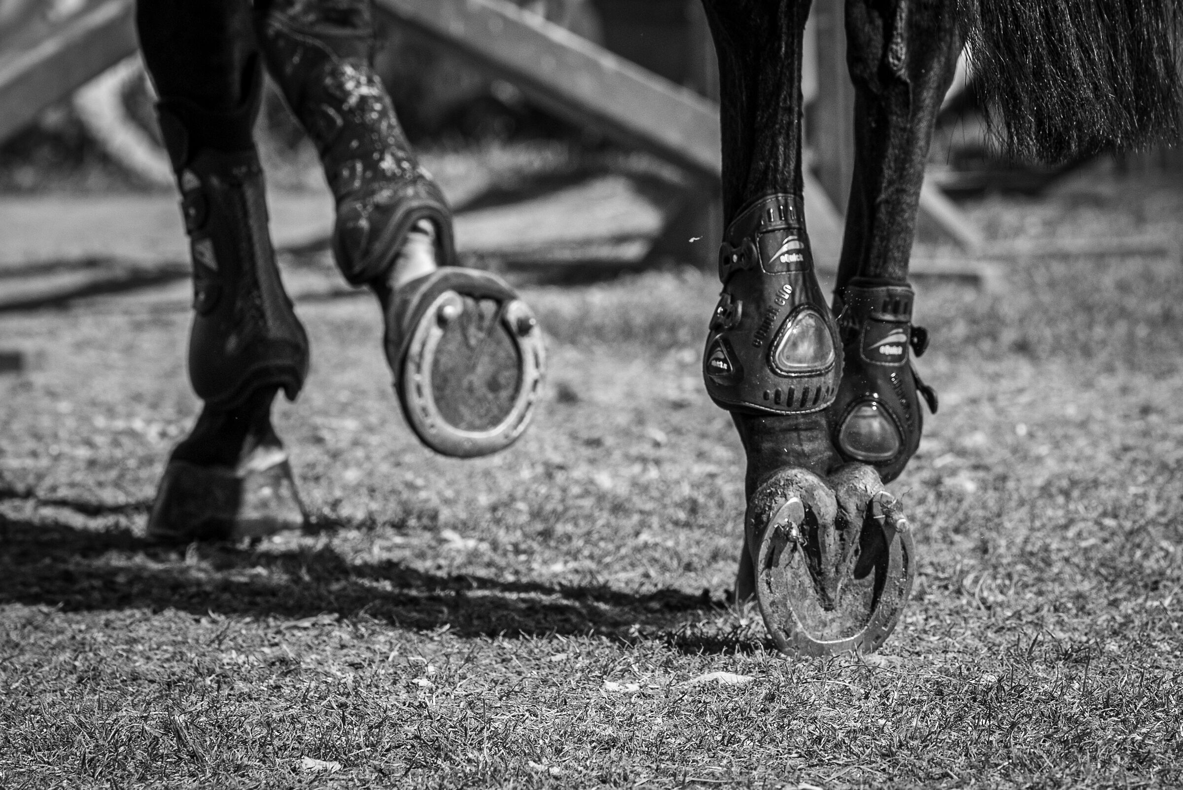 Equestrian Centre Arezzo