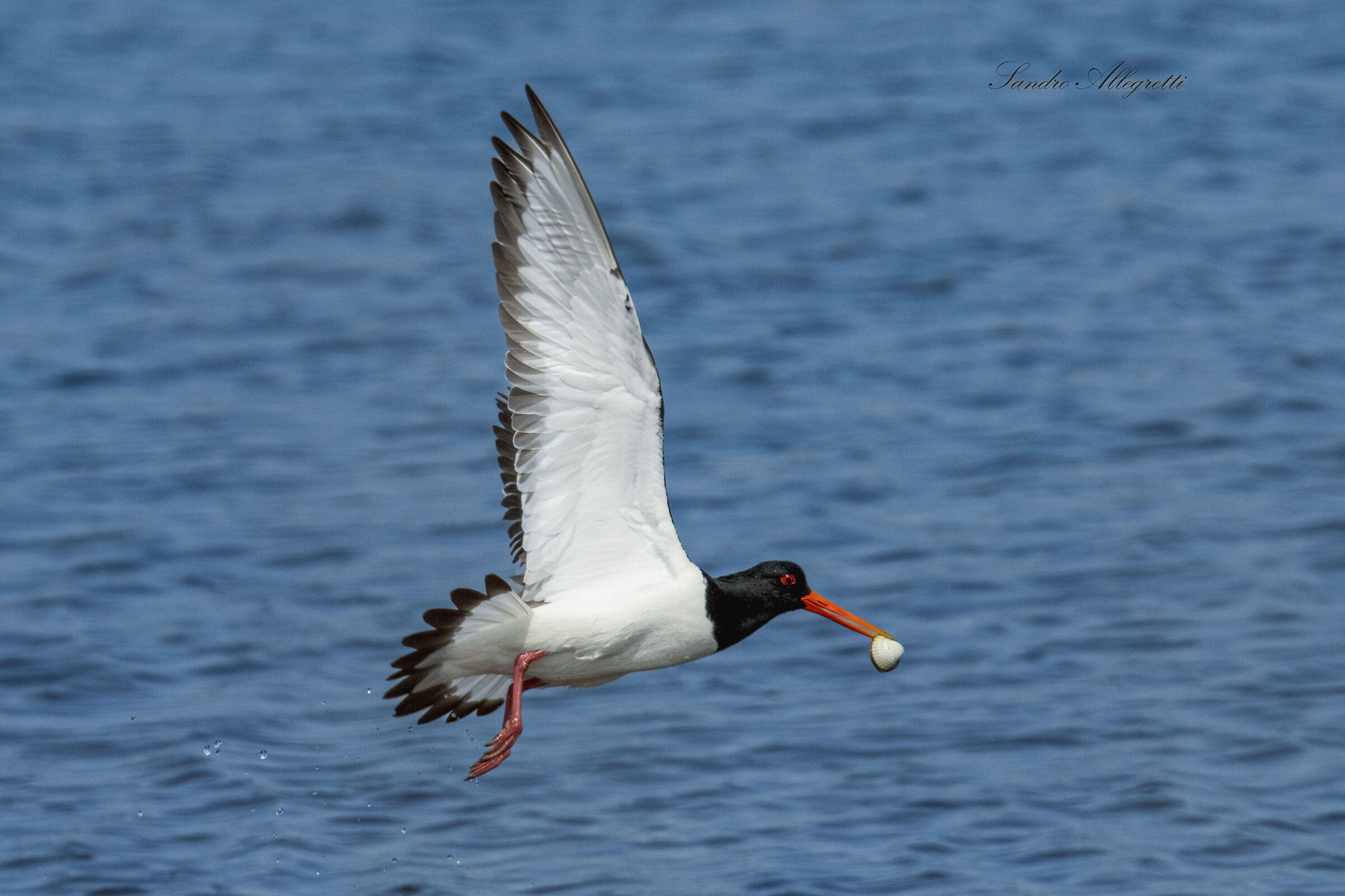 La beccaccia di mare (Haematopus ostralegus)