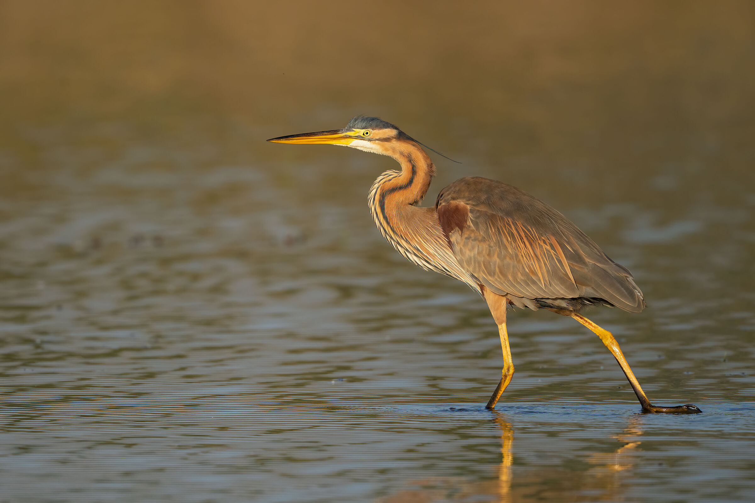 Purple heron