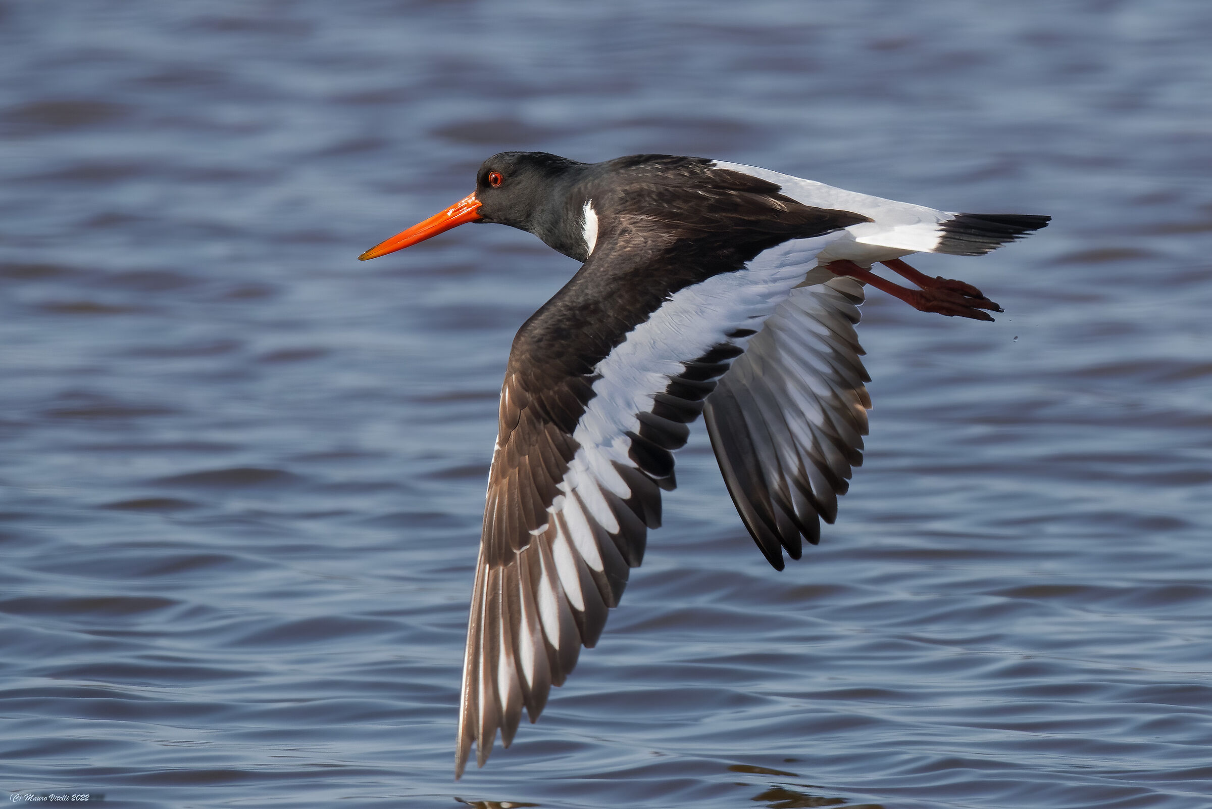 Sea woodcock (Haematopus ostralegus)