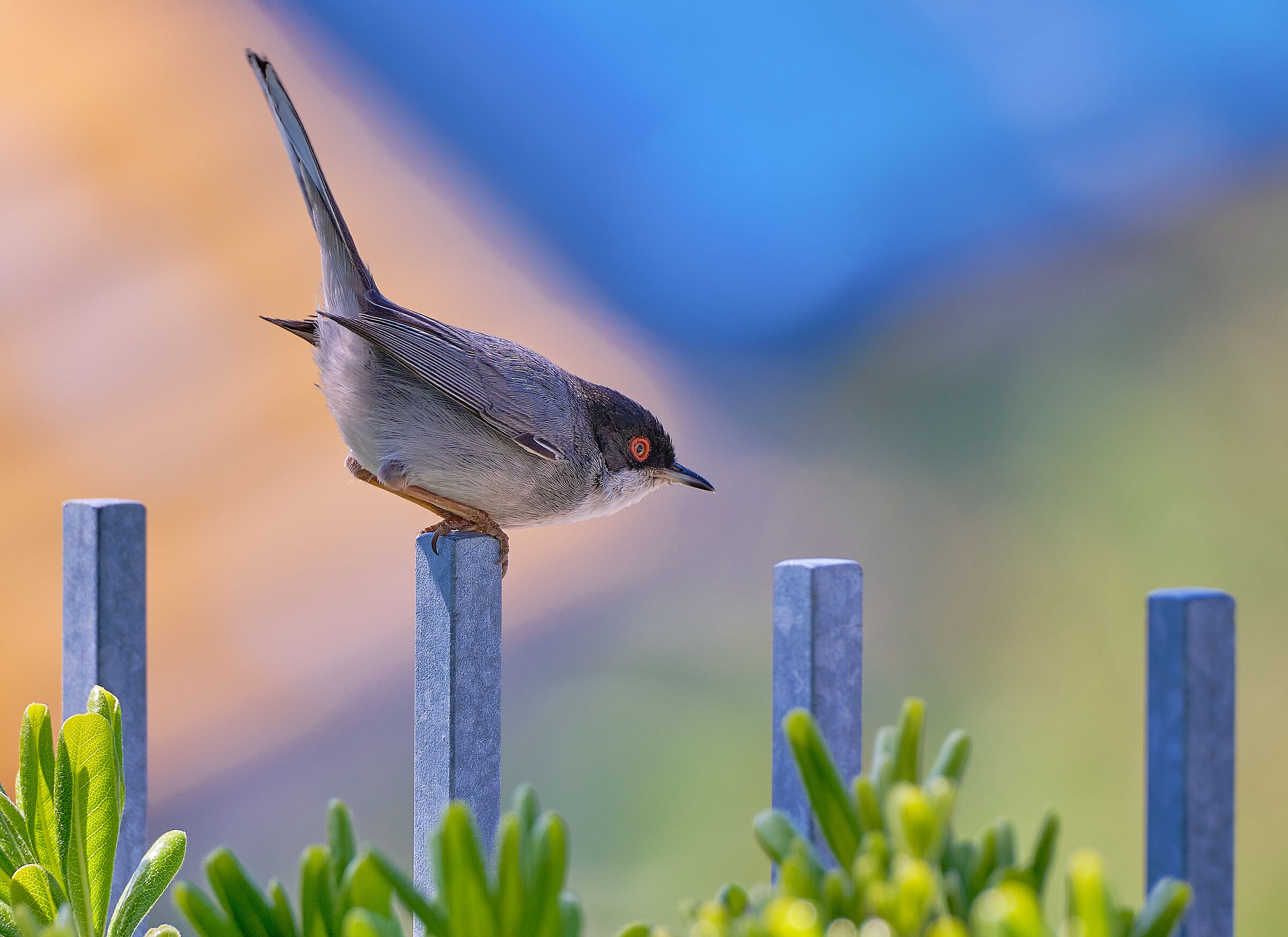 Occhiocotto ready to take off.