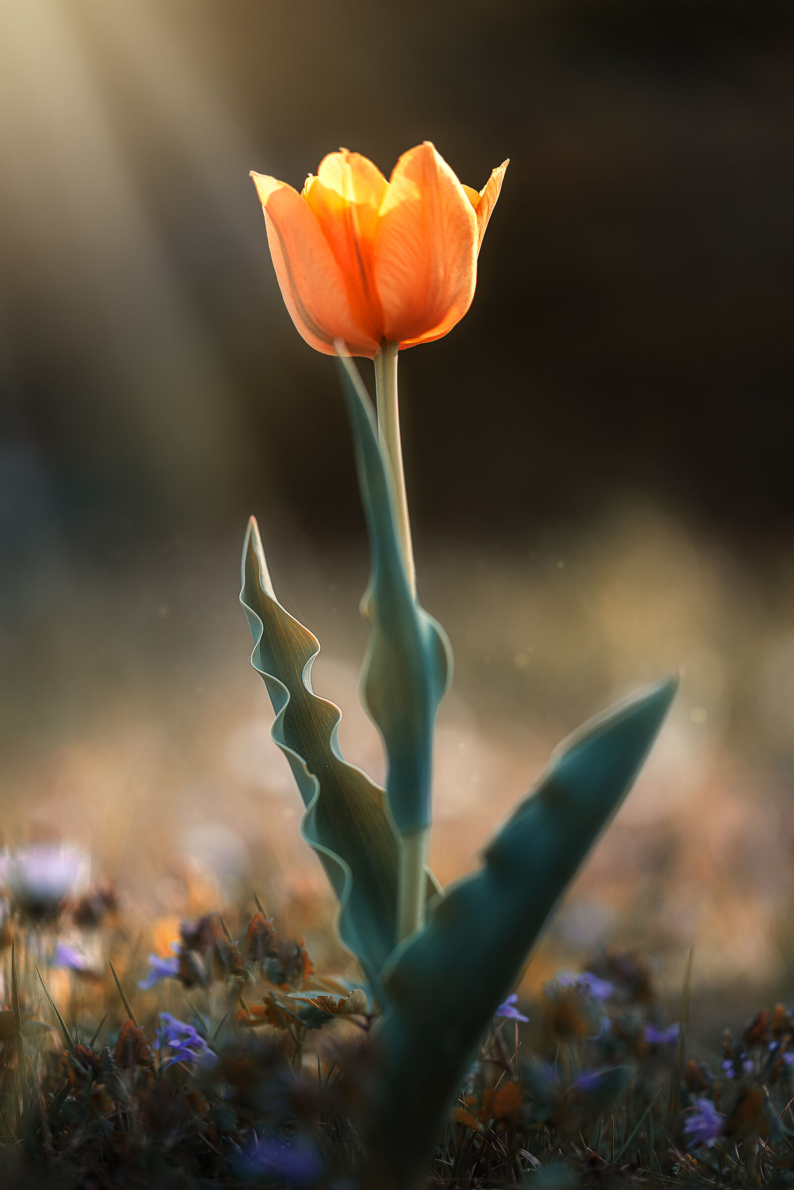 Tulip