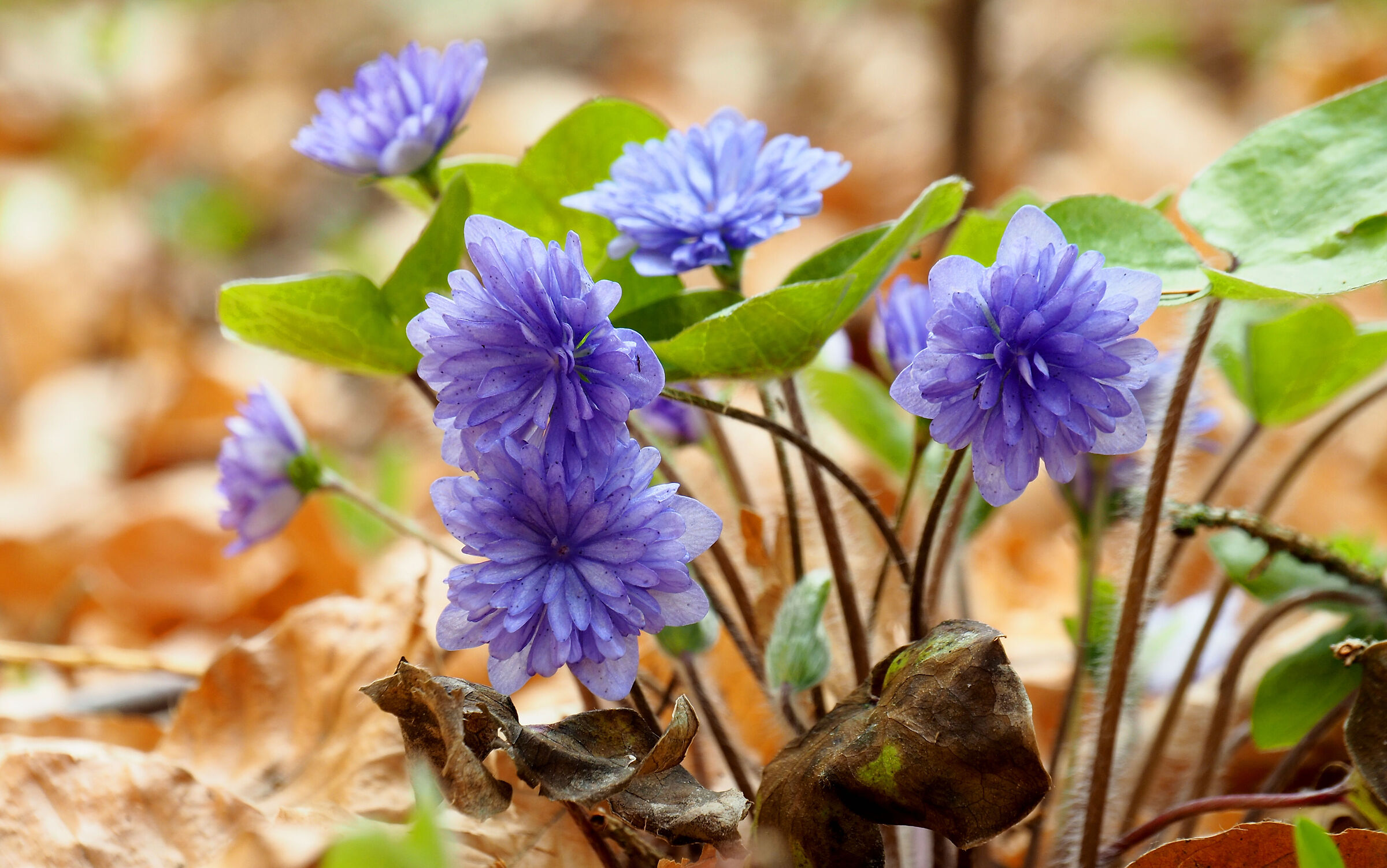 Hepatica nobilis "out of order"...