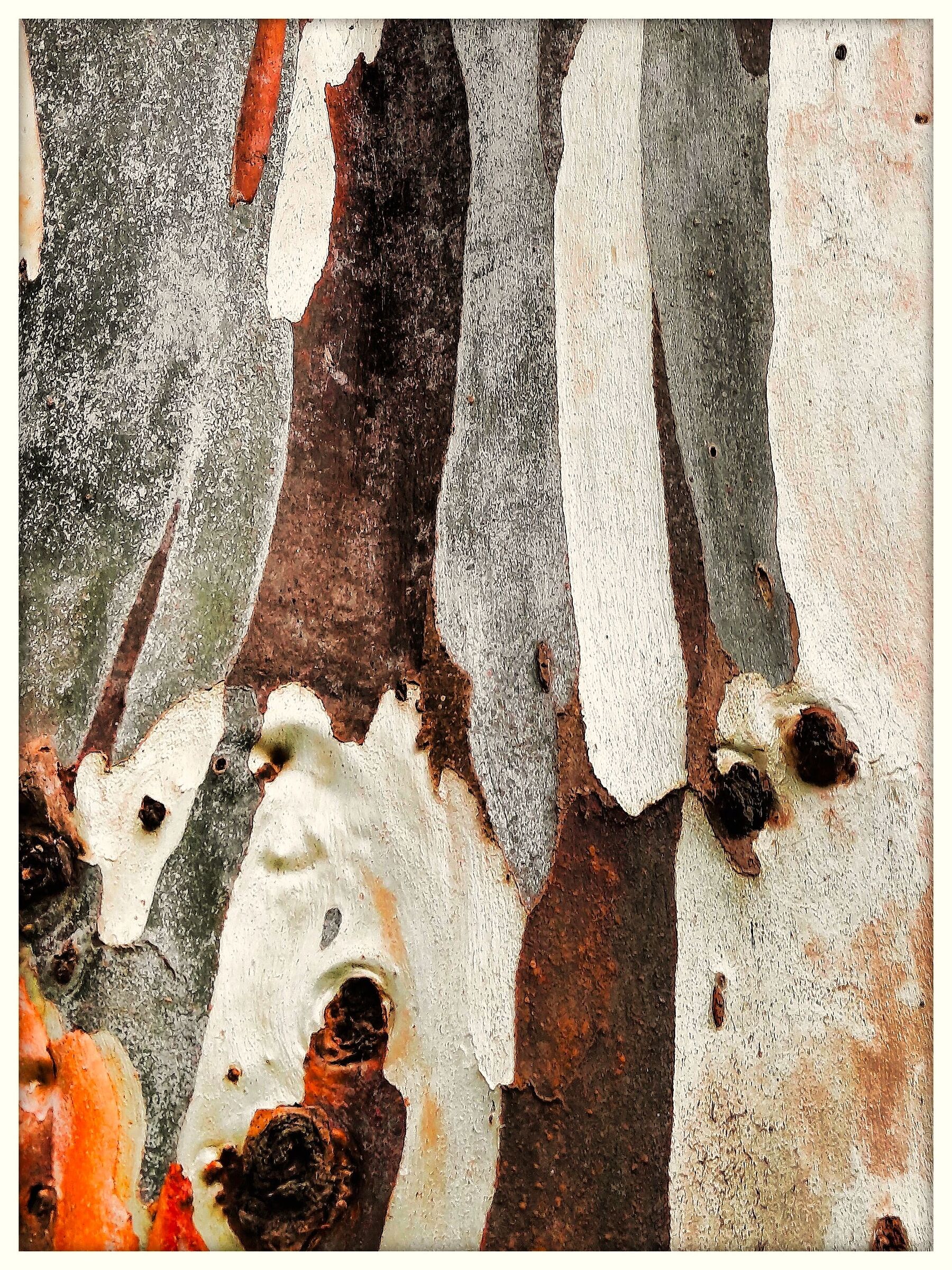 Cromatismi Arborei