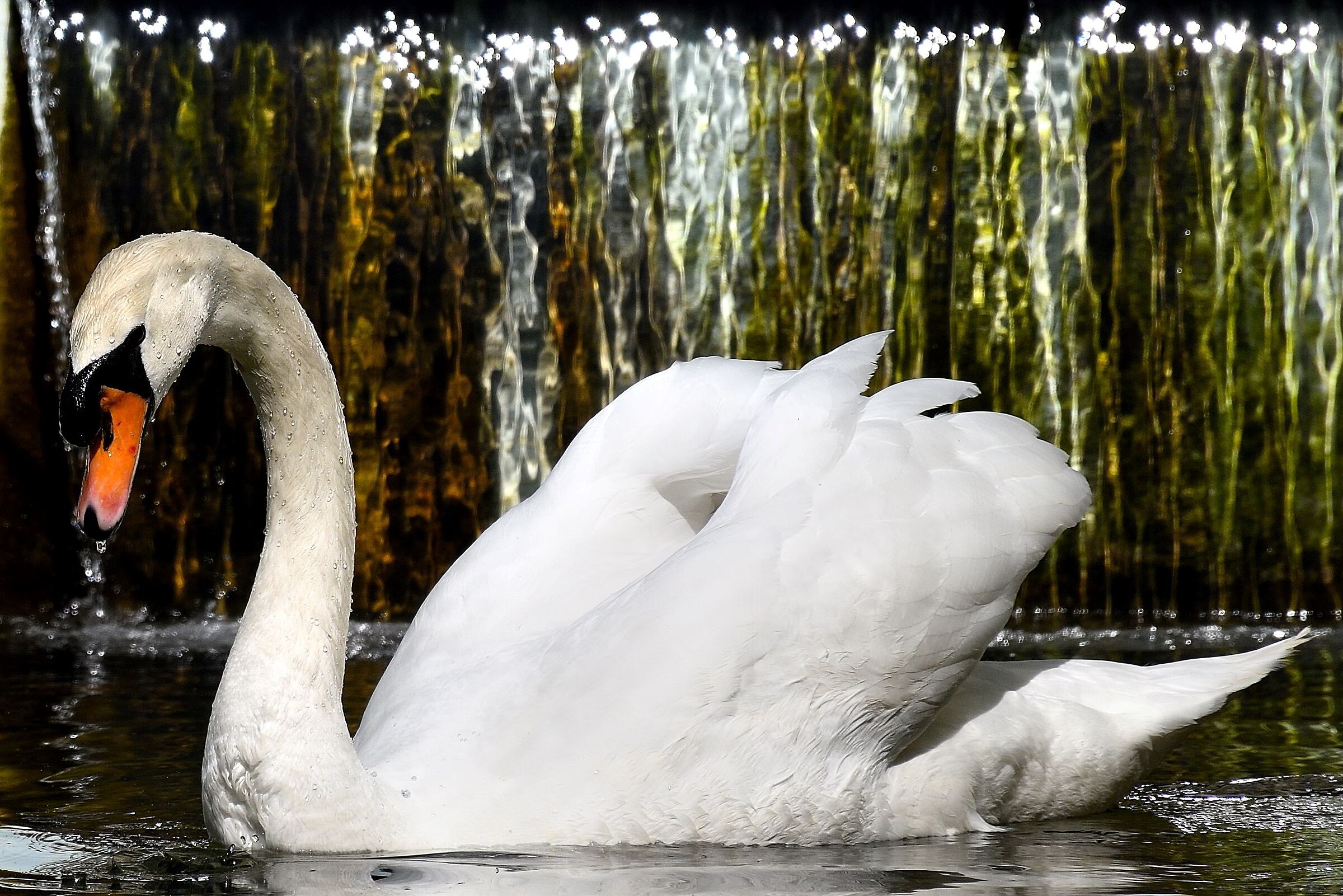 The Swan of Villa Ormond