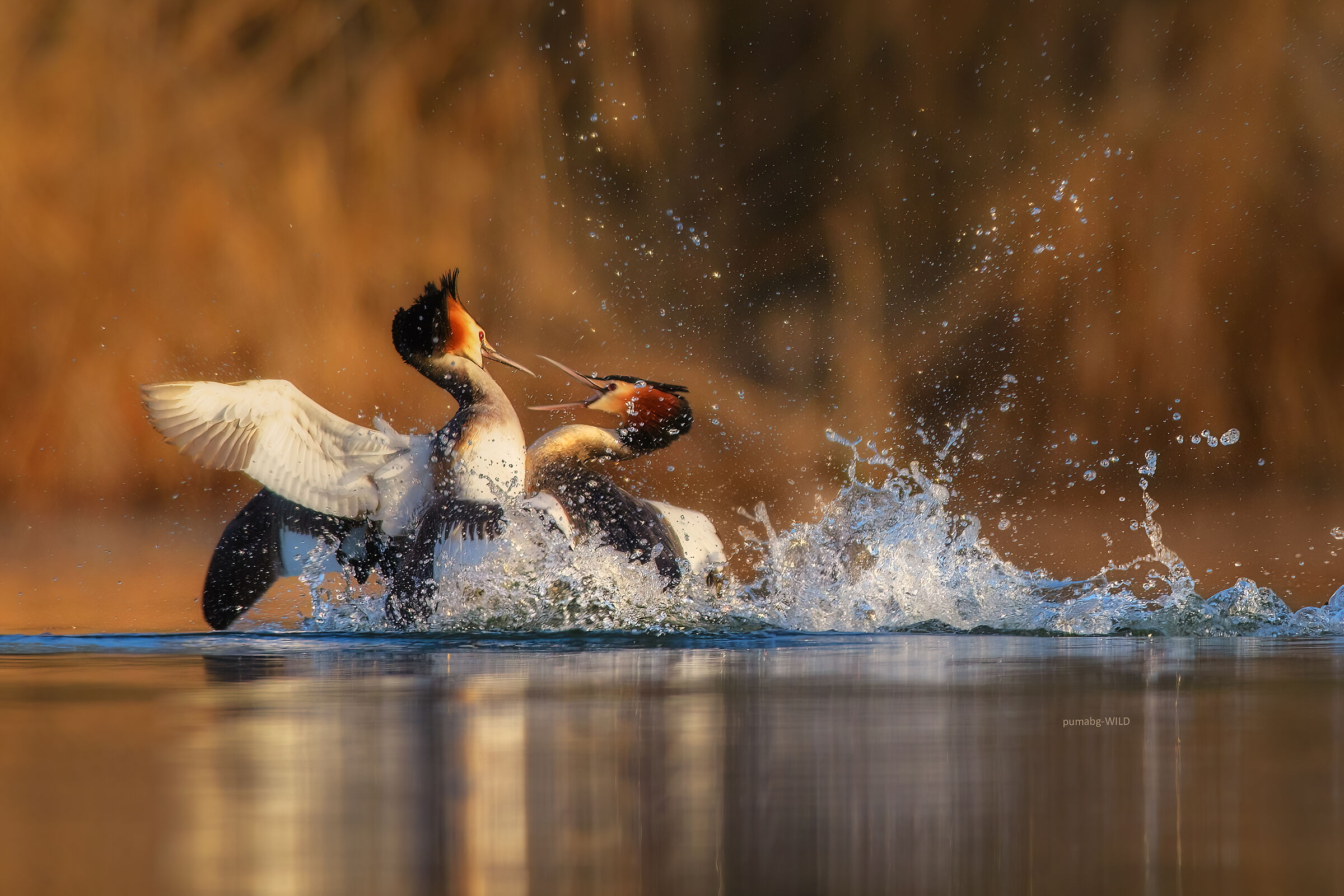 Si vis pacem para bellum