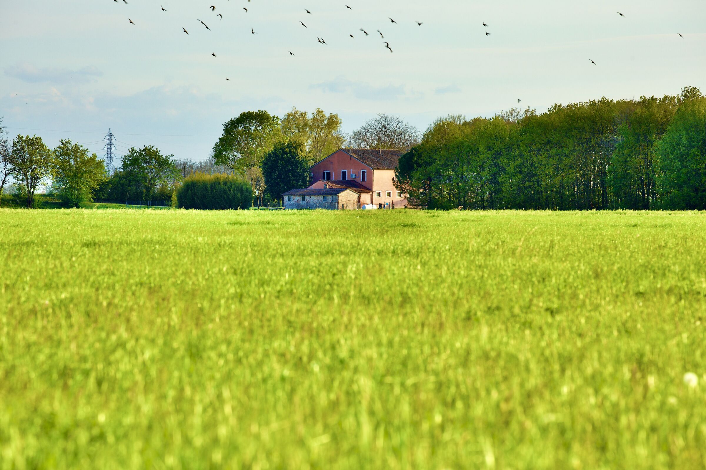 al limitare del bosco