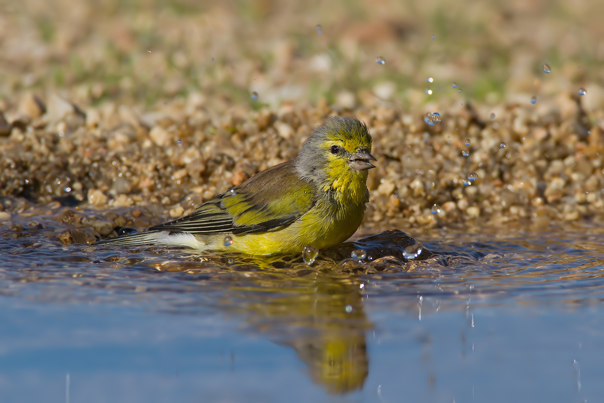 venturone Sardinian course