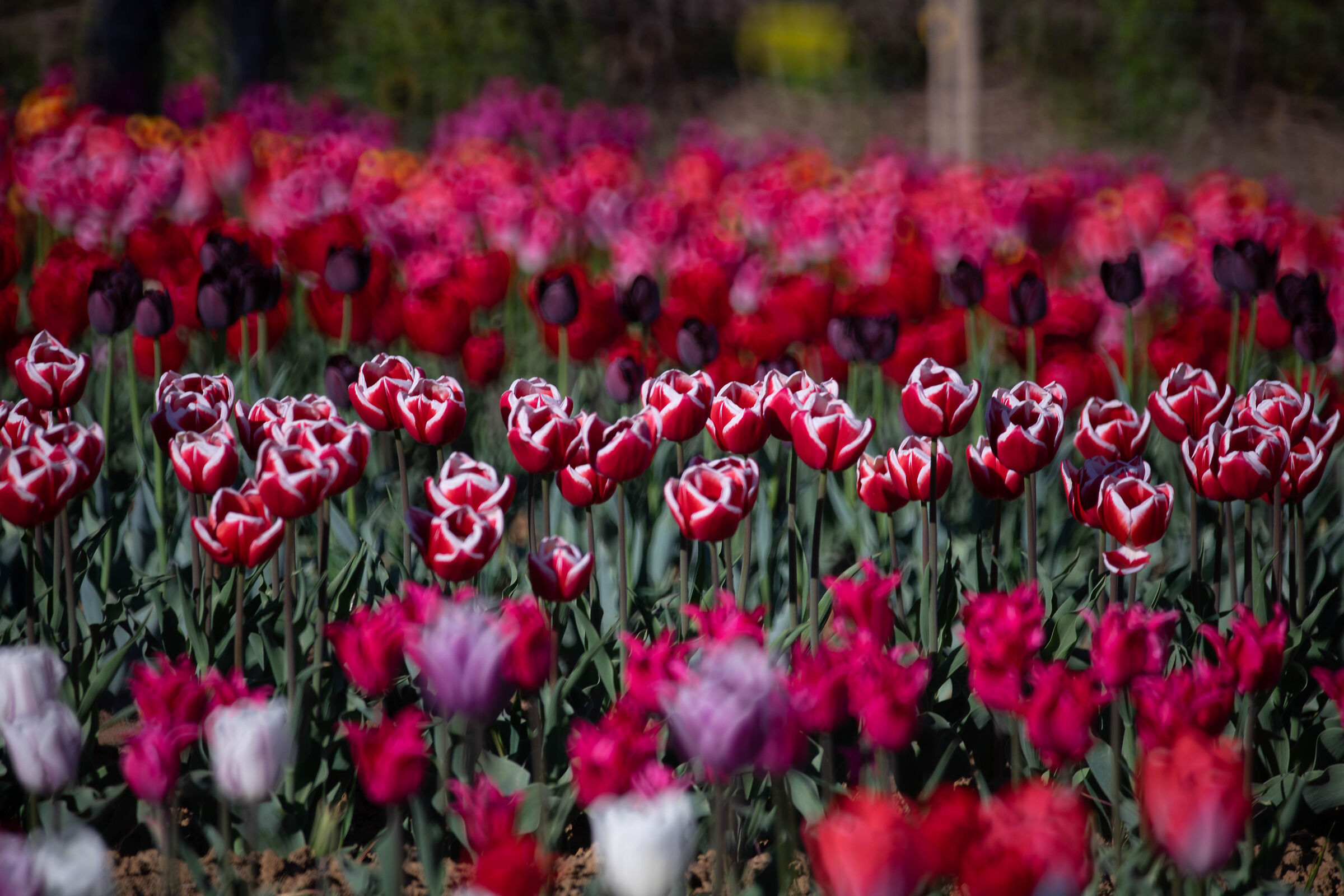 ROSERO GARDENS