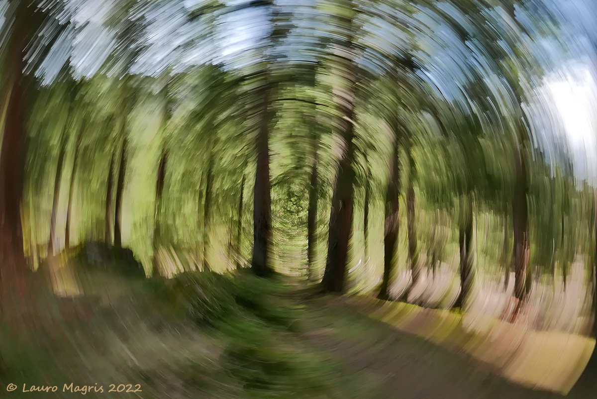 Woodland vortex